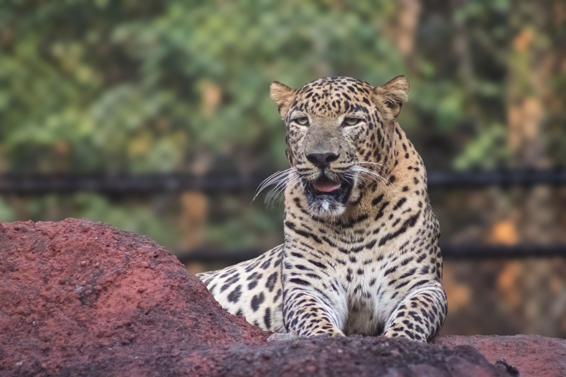 A majestic leopard resting on a rock with lush greenery in the background. — free online jigsaw puzzle on JigsawPuzzlesFreeOnline.org