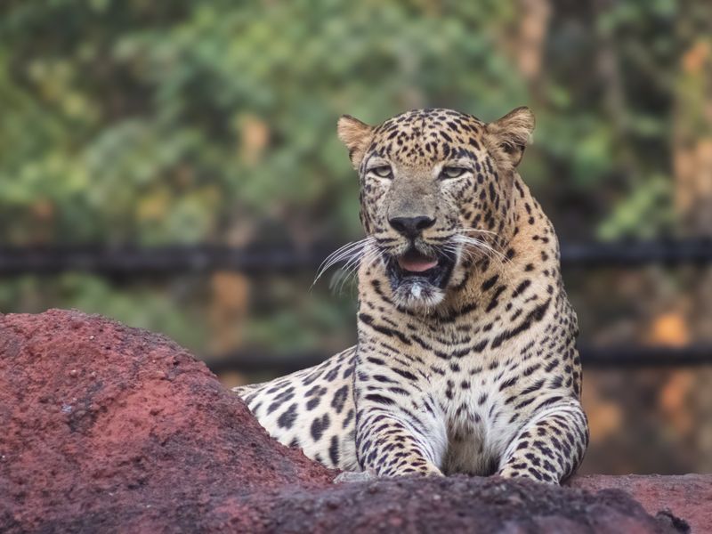Tipeshwar National Park hilly jungle terrain safari in Yavatmal district