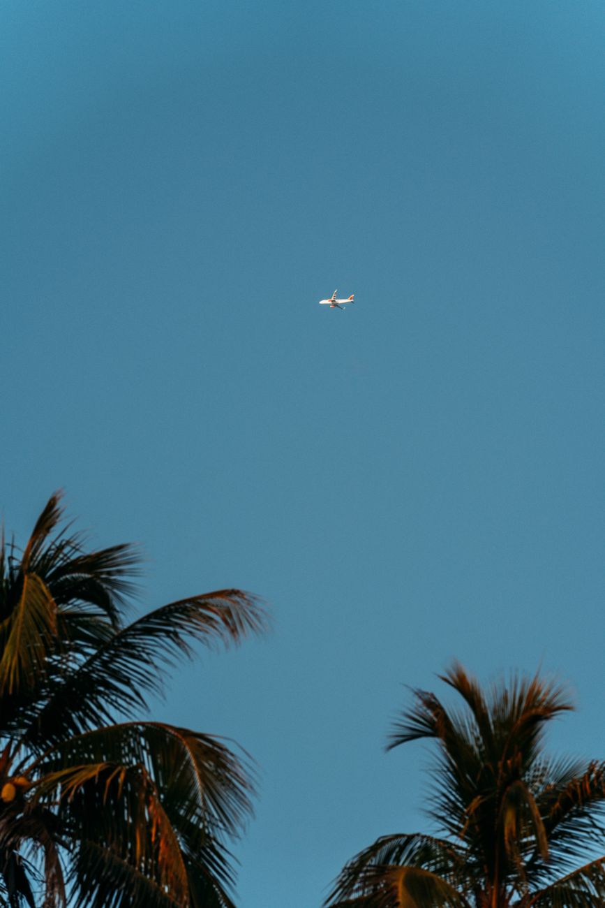Photo by Edu Raw An airplane soars above the tropical palm trees against a clear blue sky, capturing the essence of travel and adventure.
