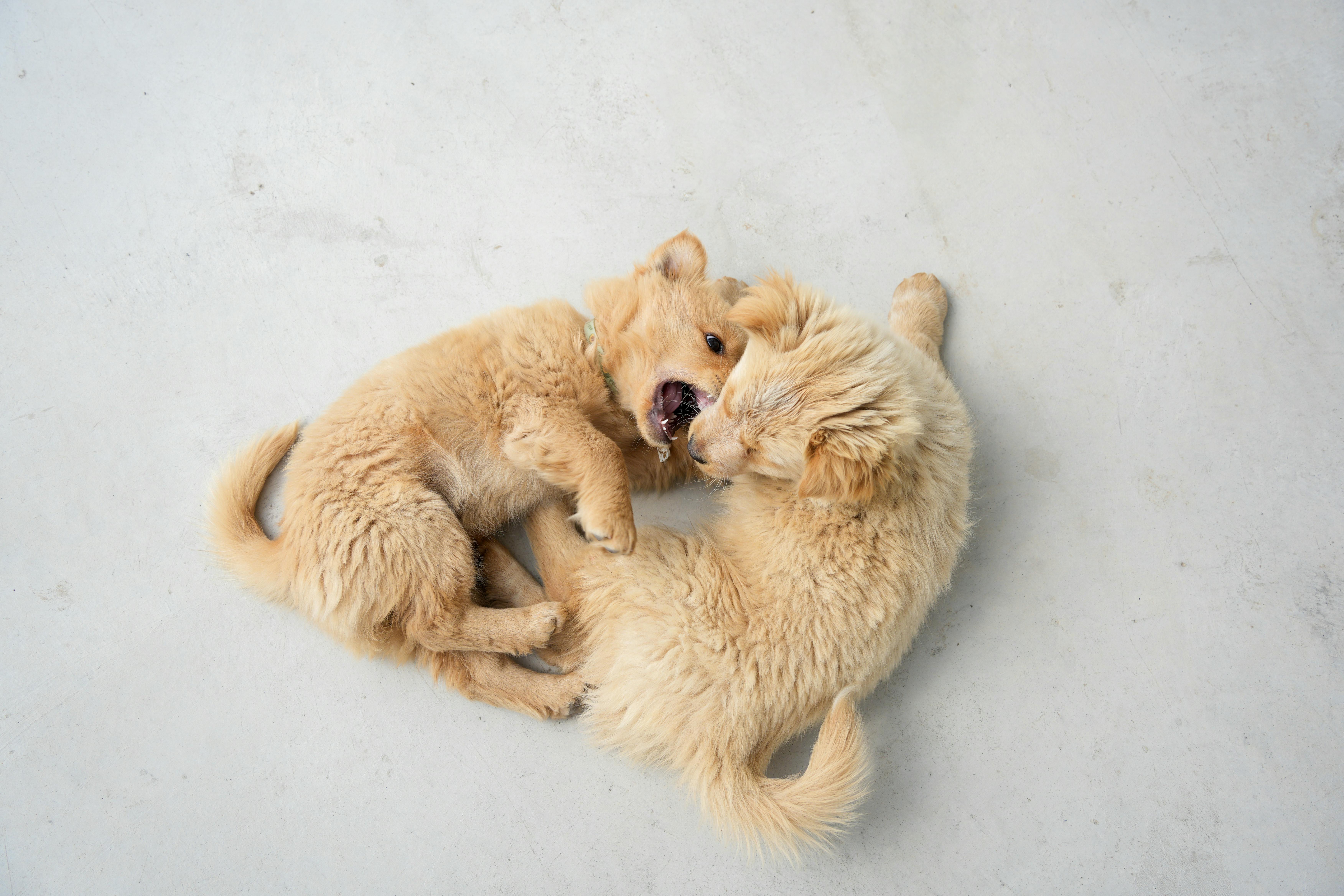 Why pet insurance for your dog makes sense this May — Photo by 分 参 on Pexels