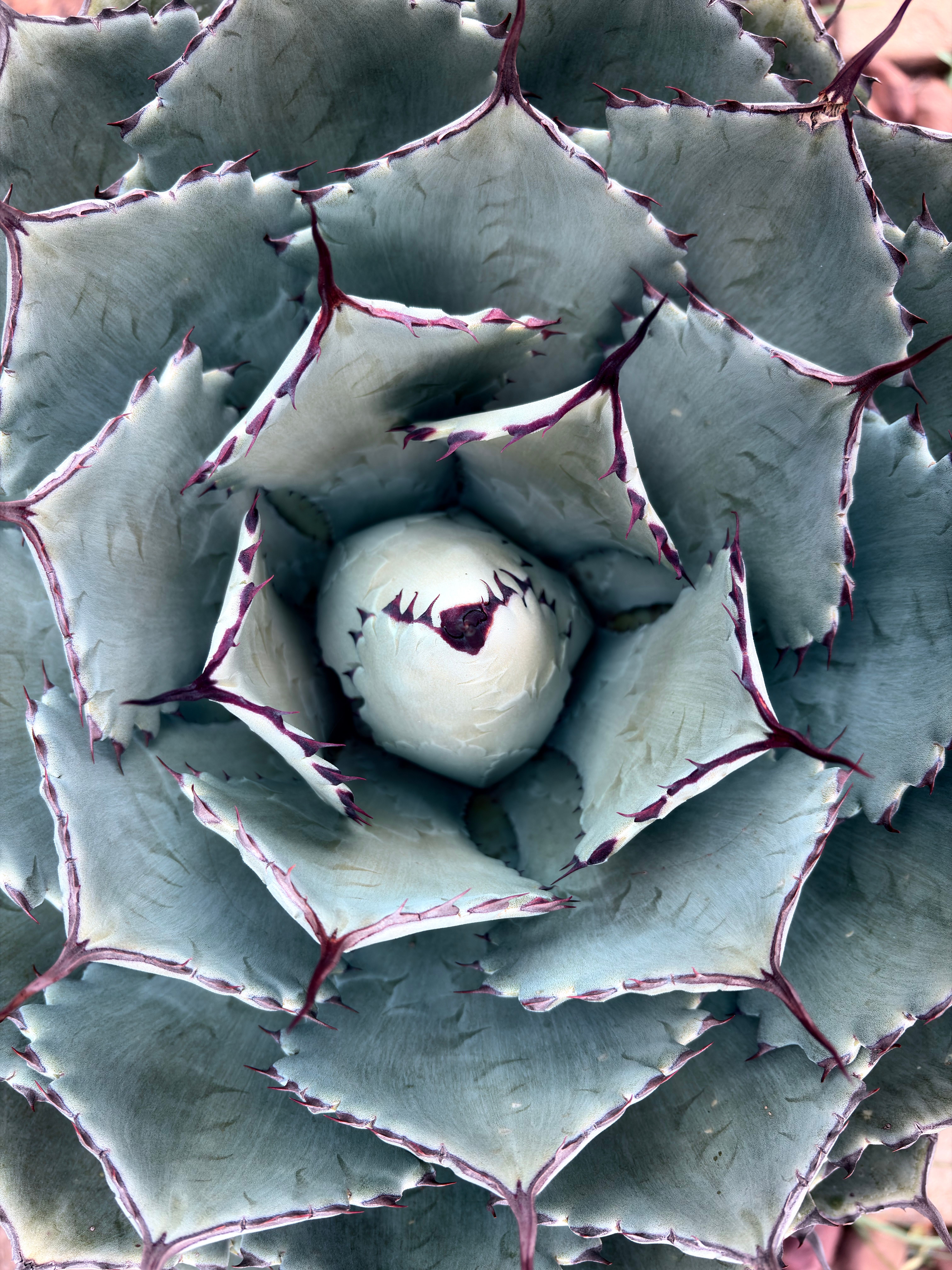 Blue Agave Fruit Pile Close-up  Free Stock Photo