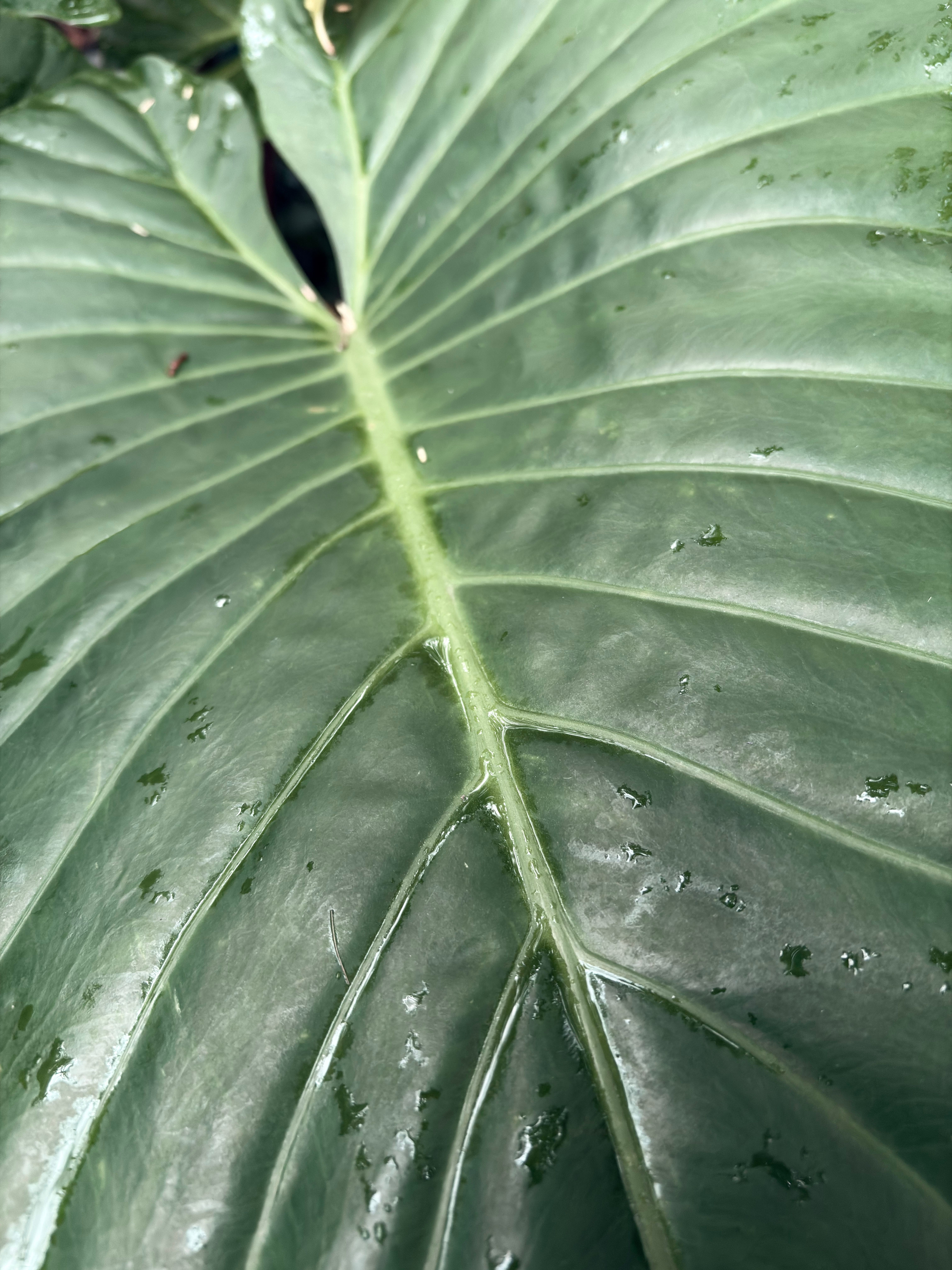 Close-up of Wet Green Leaf with Veins · Free Stock Photo