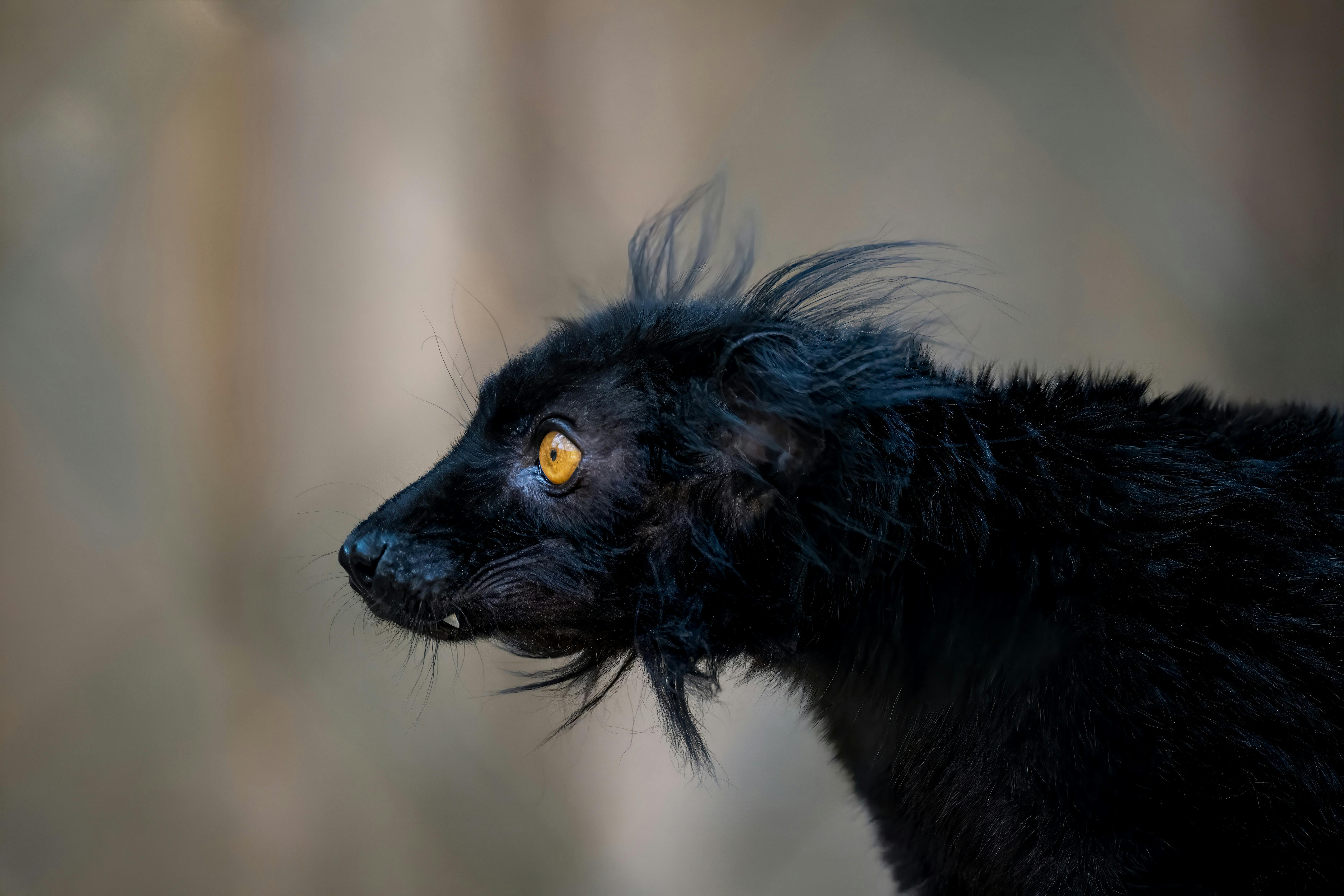 Side profile of a black lemur showcasing striking yellow eyes and textured fur in close-up.