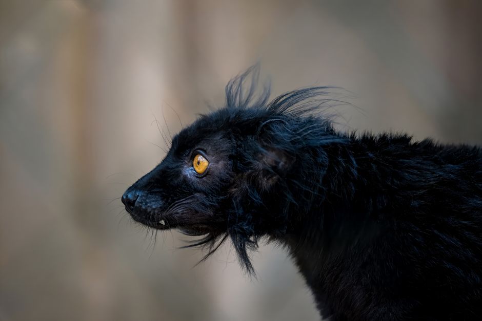 Side profile of a black lemur showcasing striking yellow eyes and textured fur in close-up.