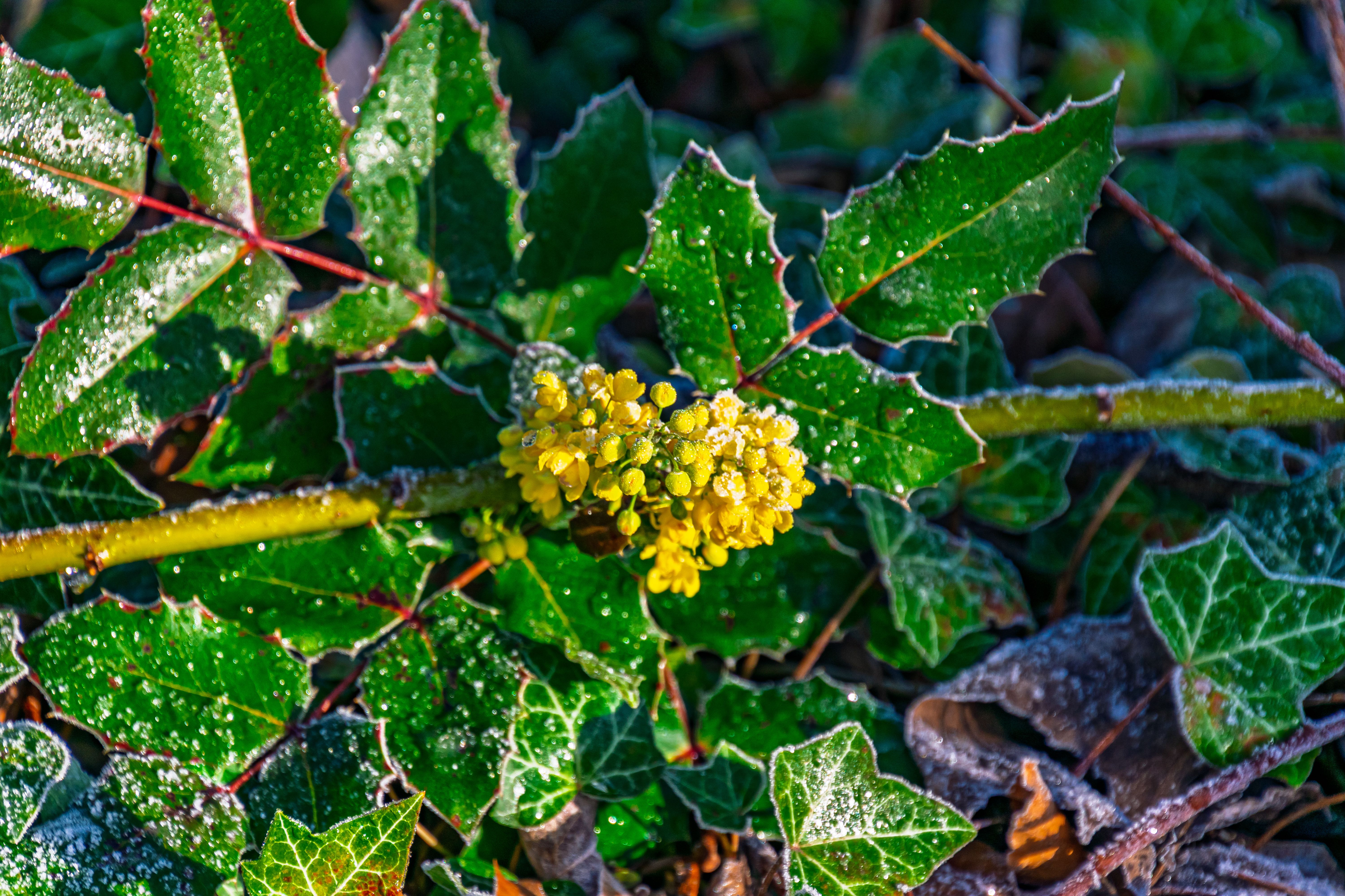 Close-up of frosty Mahonia leaves and yellow blossoms in winter light.