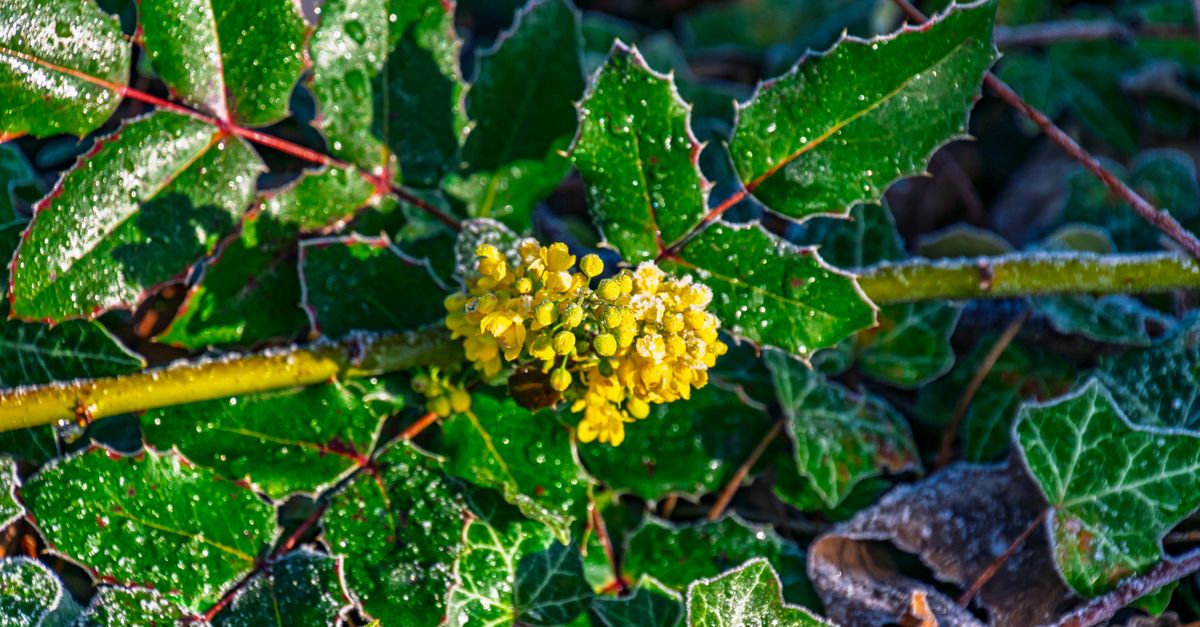 Close-up of frosty Mahonia leaves and yellow blossoms in winter light.