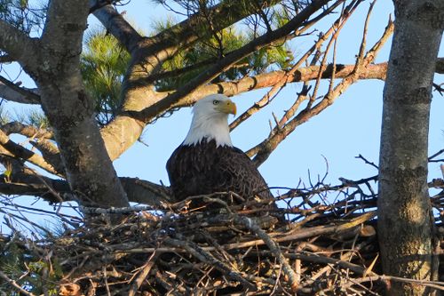 Free Majestic bald eagle perched in a nest among tree branches, under clear blue sky. Stock Photo