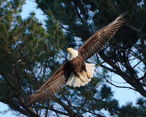 Free A bald eagle gracefully soars in a forested area, showcasing its powerful wings and striking appearance. Stock Photo