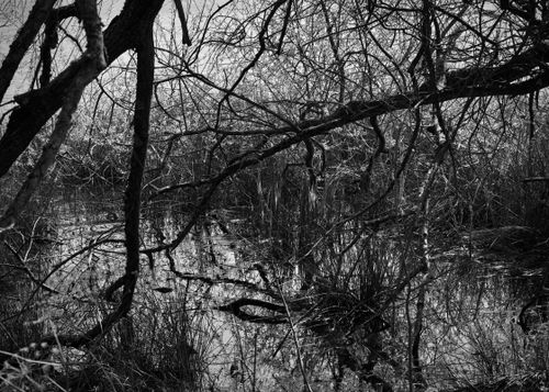 Free Intricate forest scene depicting bare branches and water reflections in a monochrome setting. Stock Photo
