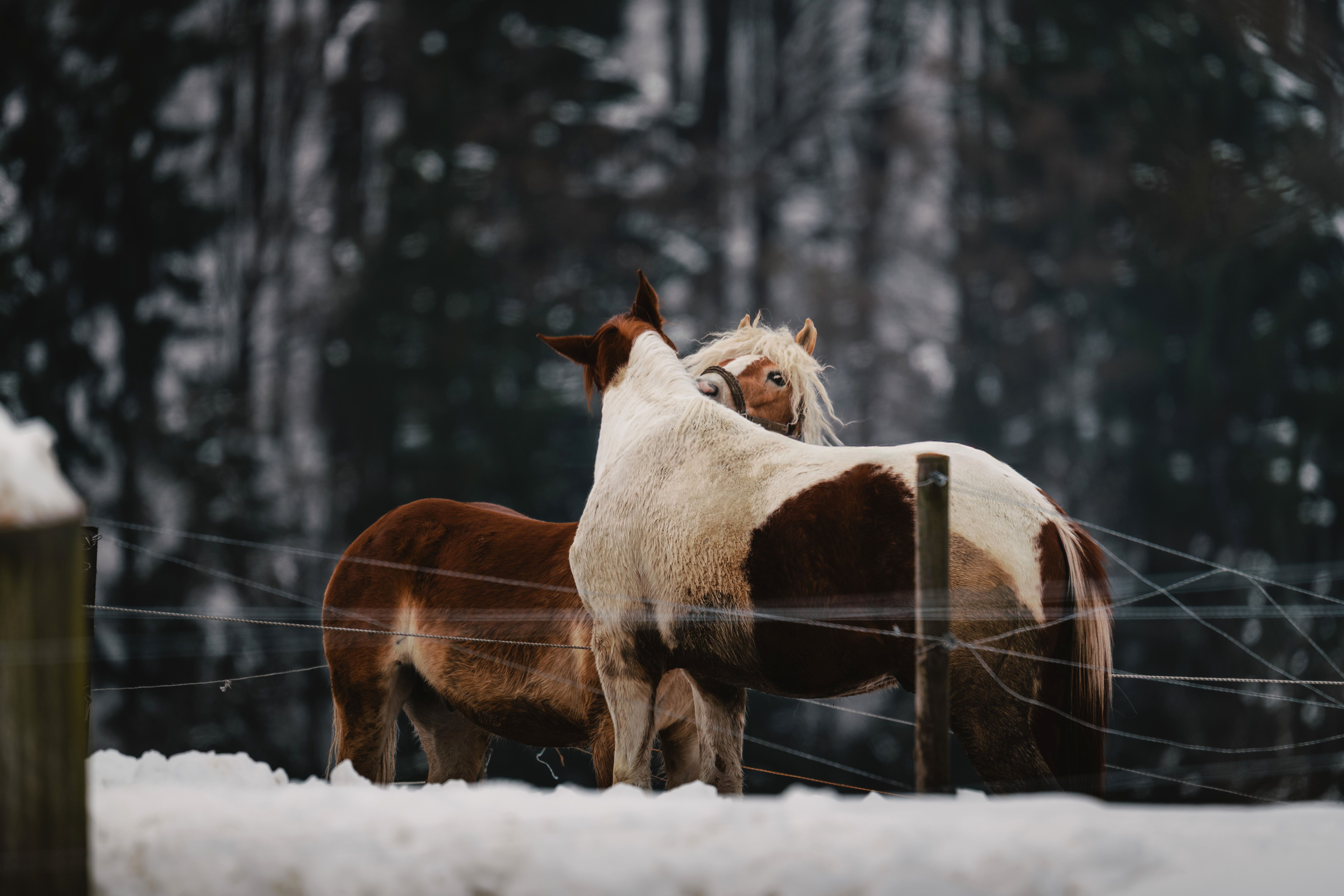 Two horses embrace in a snowy winter landscape in Teichalm, Austria.