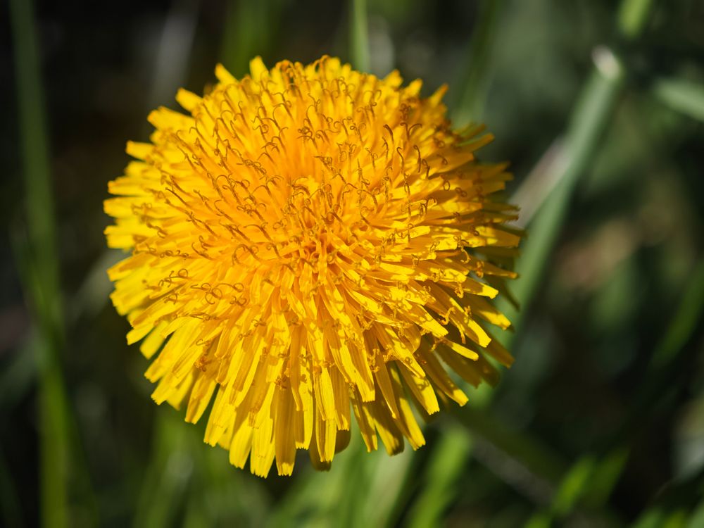 Pissenlit Taraxacum officinale en fleur