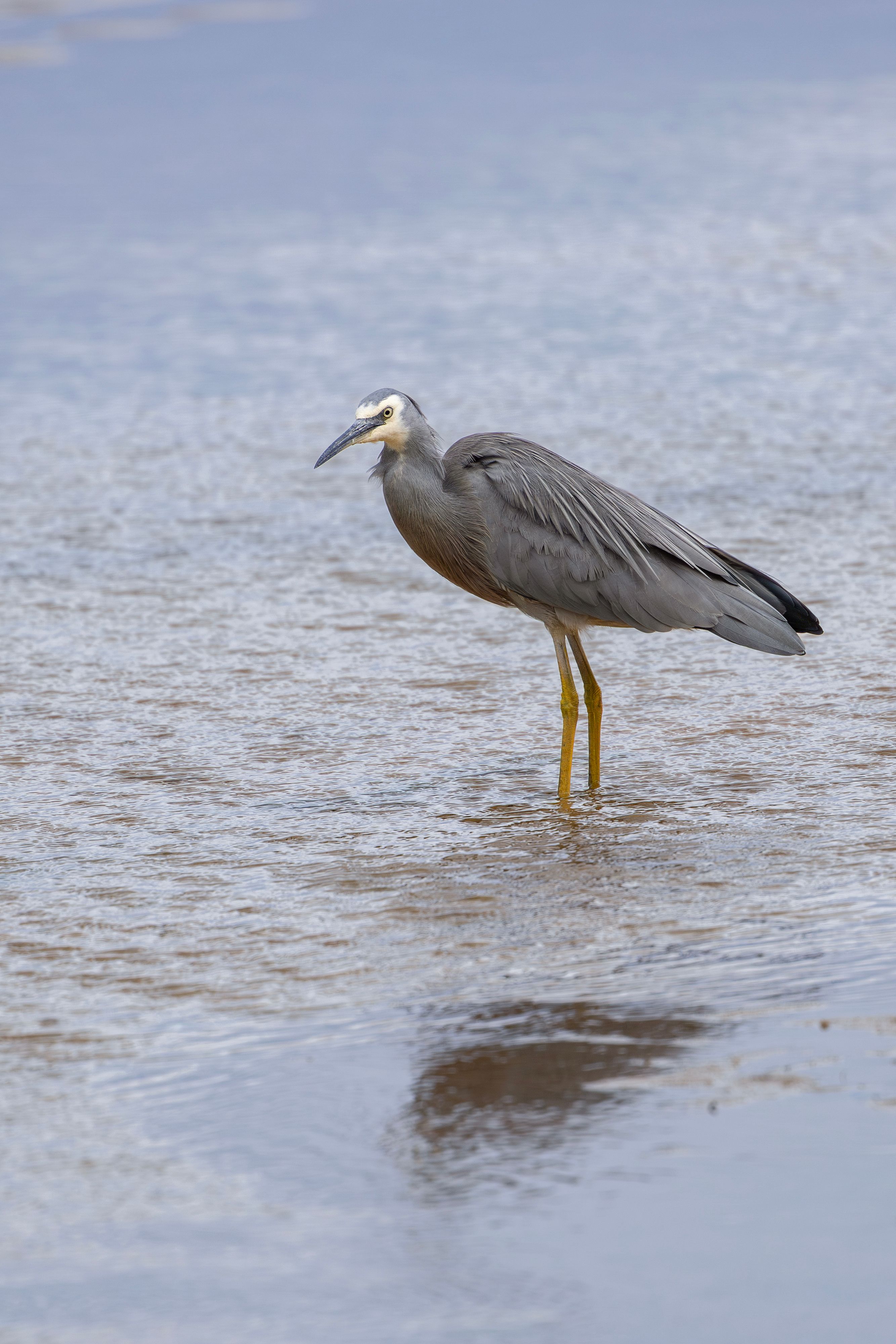 Fotomural Una garza de cara blanca de pie en aguas poco profundas en New South Wales, Australia.