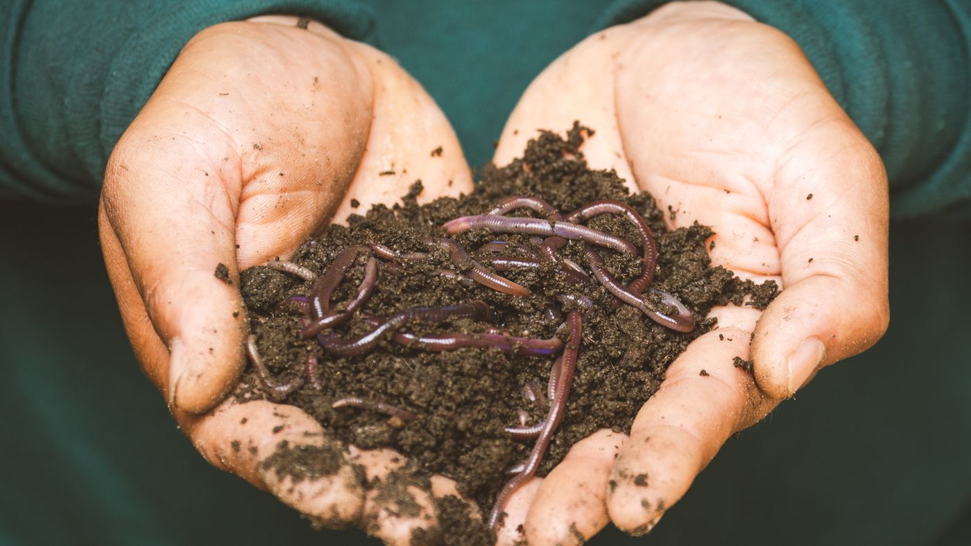 Hands holding earthworms in fertile soil