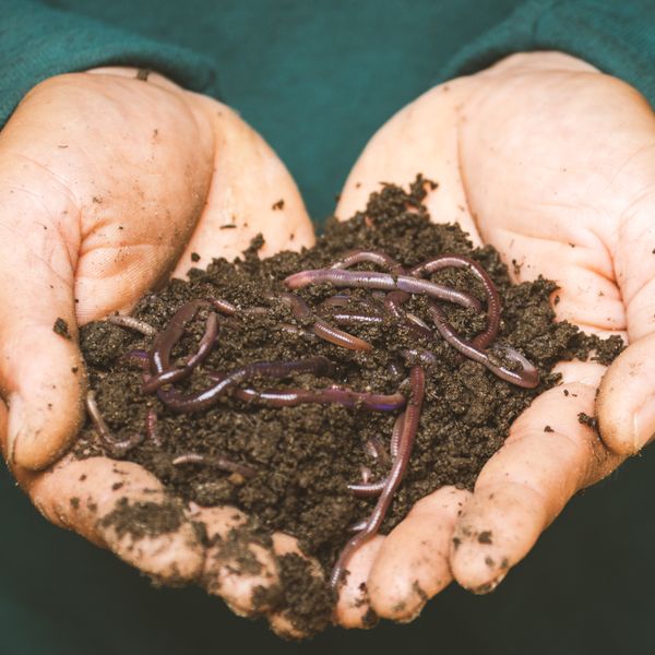 Organic Worm Castings, 15 lb