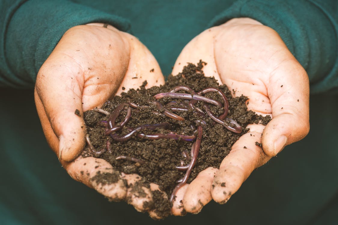 Free Earthworms on a Persons Hand Stock Photo