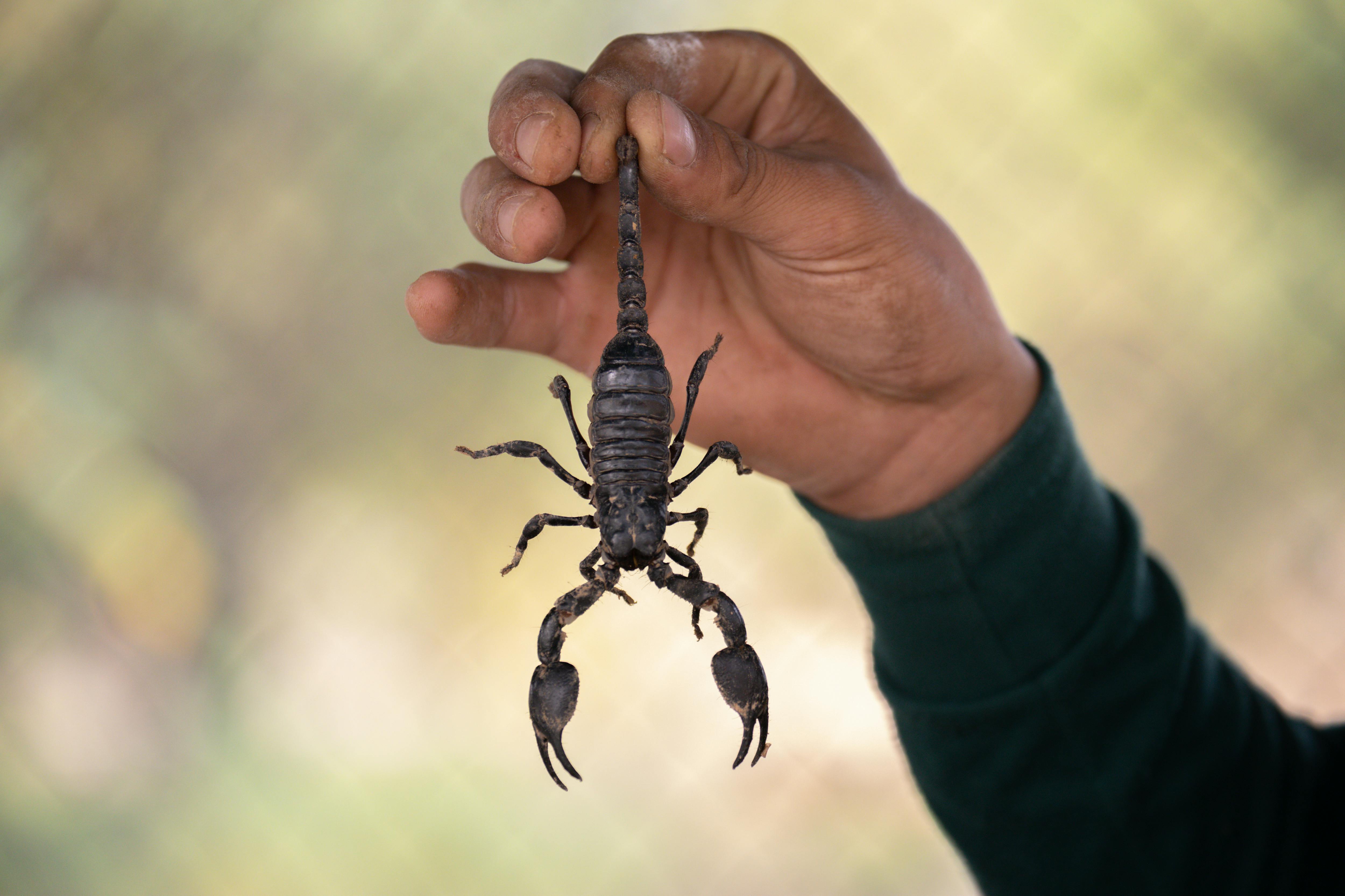 16,200+ Scorpion Stock Photos, Pictures & Royalty-Free Images - iStock |  Scorpion vector, Deathstalker scorpion, Scorpion tail