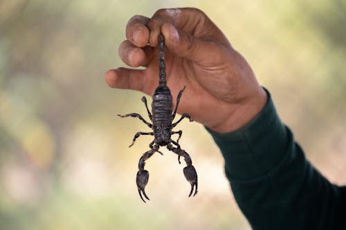 Persona In Possesso Di Uno Scorpione