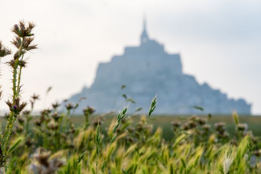 Serene landscape of Mont Saint-Michel with wildflowers in the foreground, France.