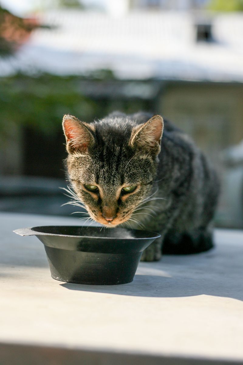 Gato atigrado bebiendo de un cuenco negro, alternativa a las fuentes de agua para gatos