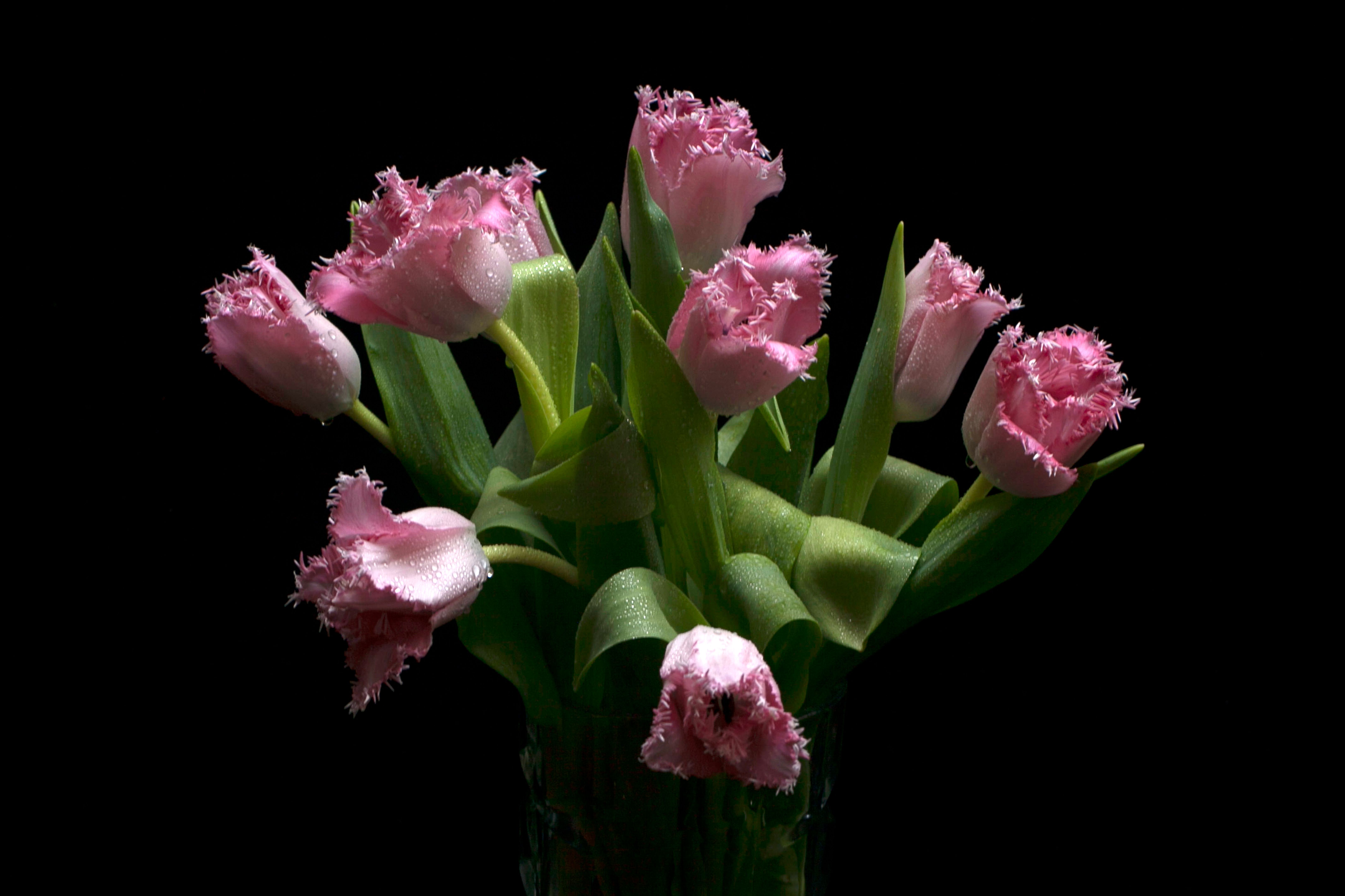 [ColoSach]-a-bouquet-of-pink-tulips-with-dew-drops,-set-against-a-dramatic-black-background,-creating-a-striking-floral-composition.
