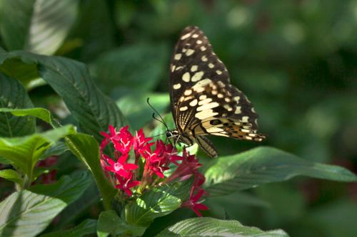 Free A stunning butterfly rests gently on vibrant red flowers, a perfect harmony of nature's beauty. Stock Photo