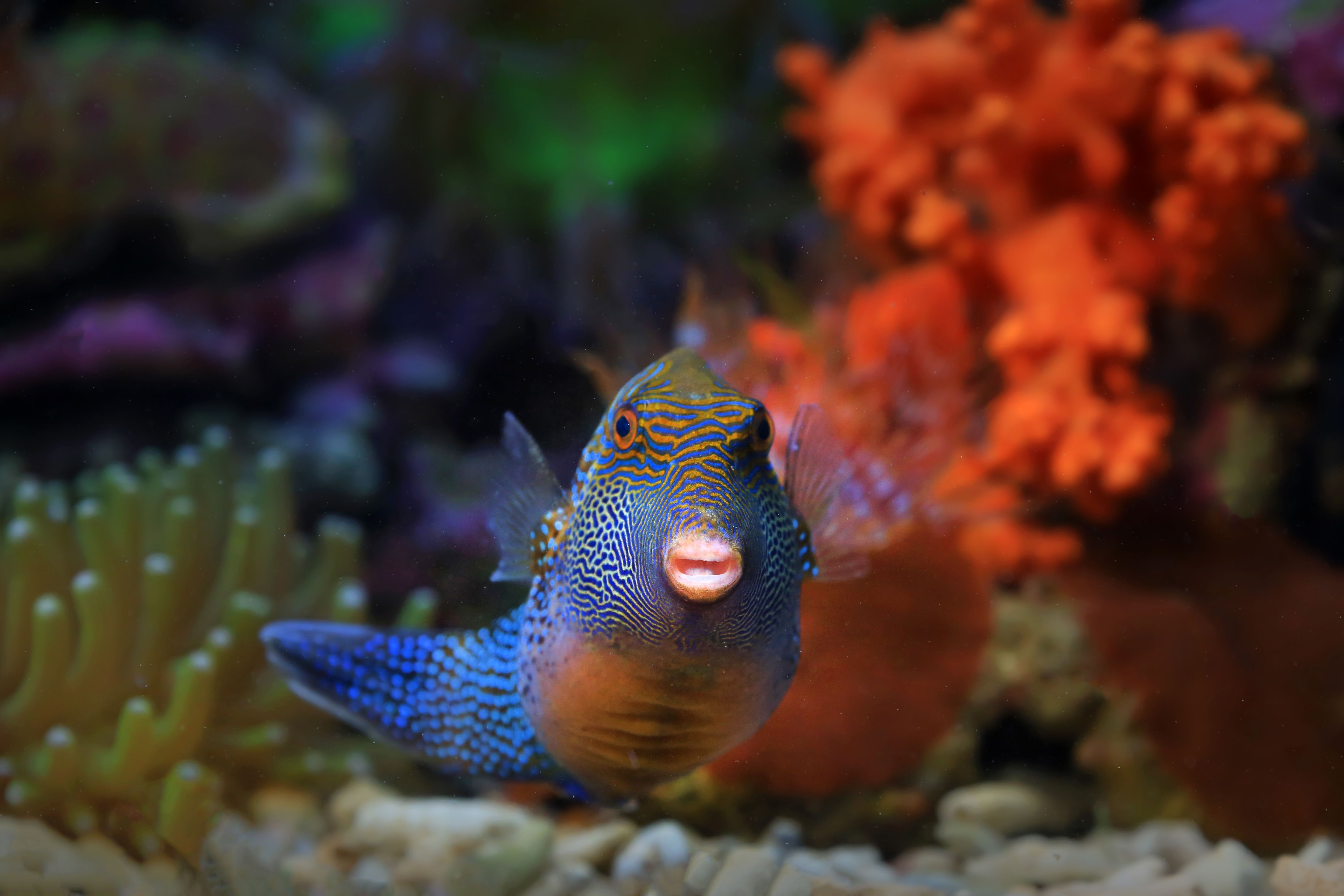 Vibrant Reef Fish in Colorful Coral Habitat · Free Stock Photo