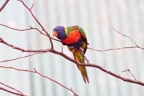 Free Colorful rainbow lorikeet poised on a branch against a pastel background, captured in detail. Stock Photo