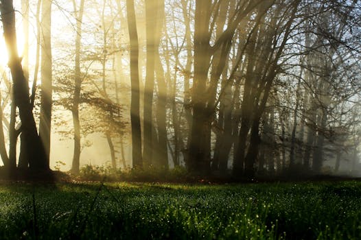 雾气缭绕的树林中，阳光透过枝叶，营造出宁静的氛围