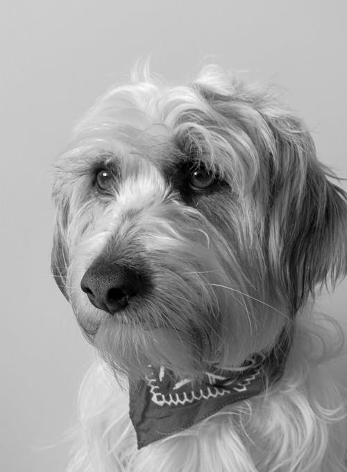 Monochrome Photo Of Dog