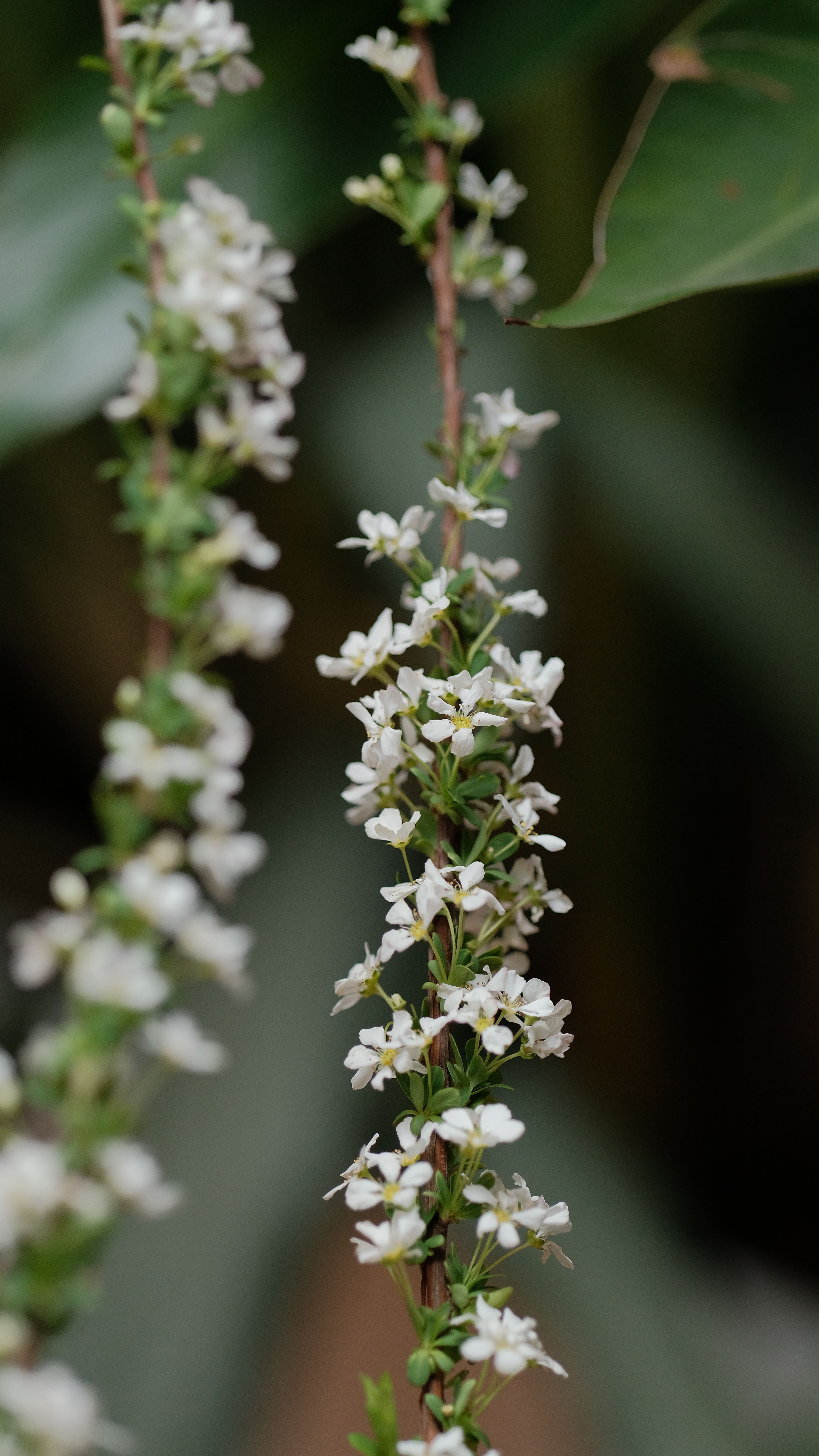 Close-up of delicate white blossoms cascading down green stems, creating a serene natural scene.