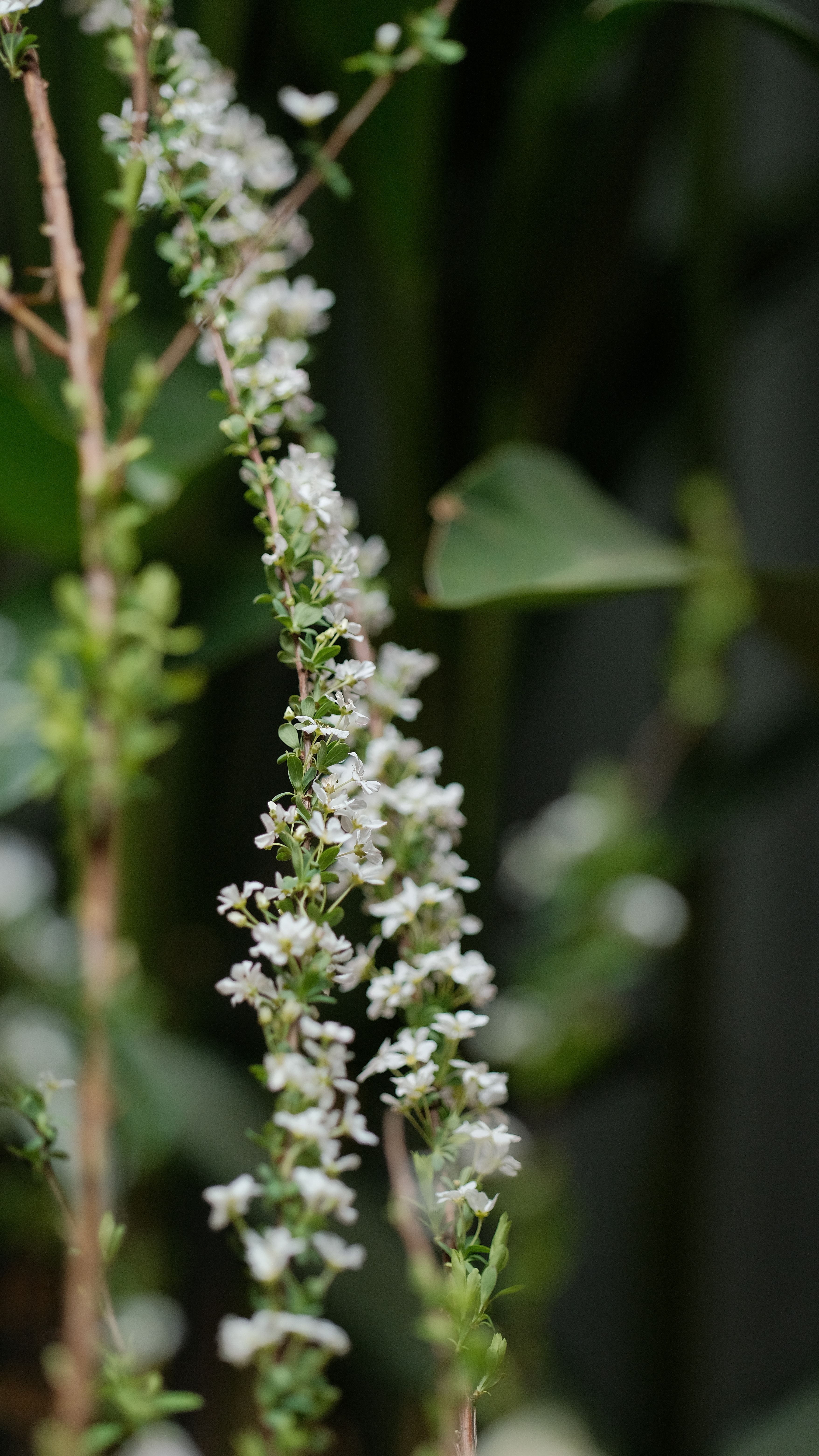 A close-up shot of a thin stem with blooming white flowers set against a leafy background.