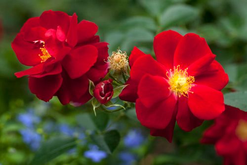 Free Close-up of blooming vibrant red roses with green foliage in a garden. Stock Photo
