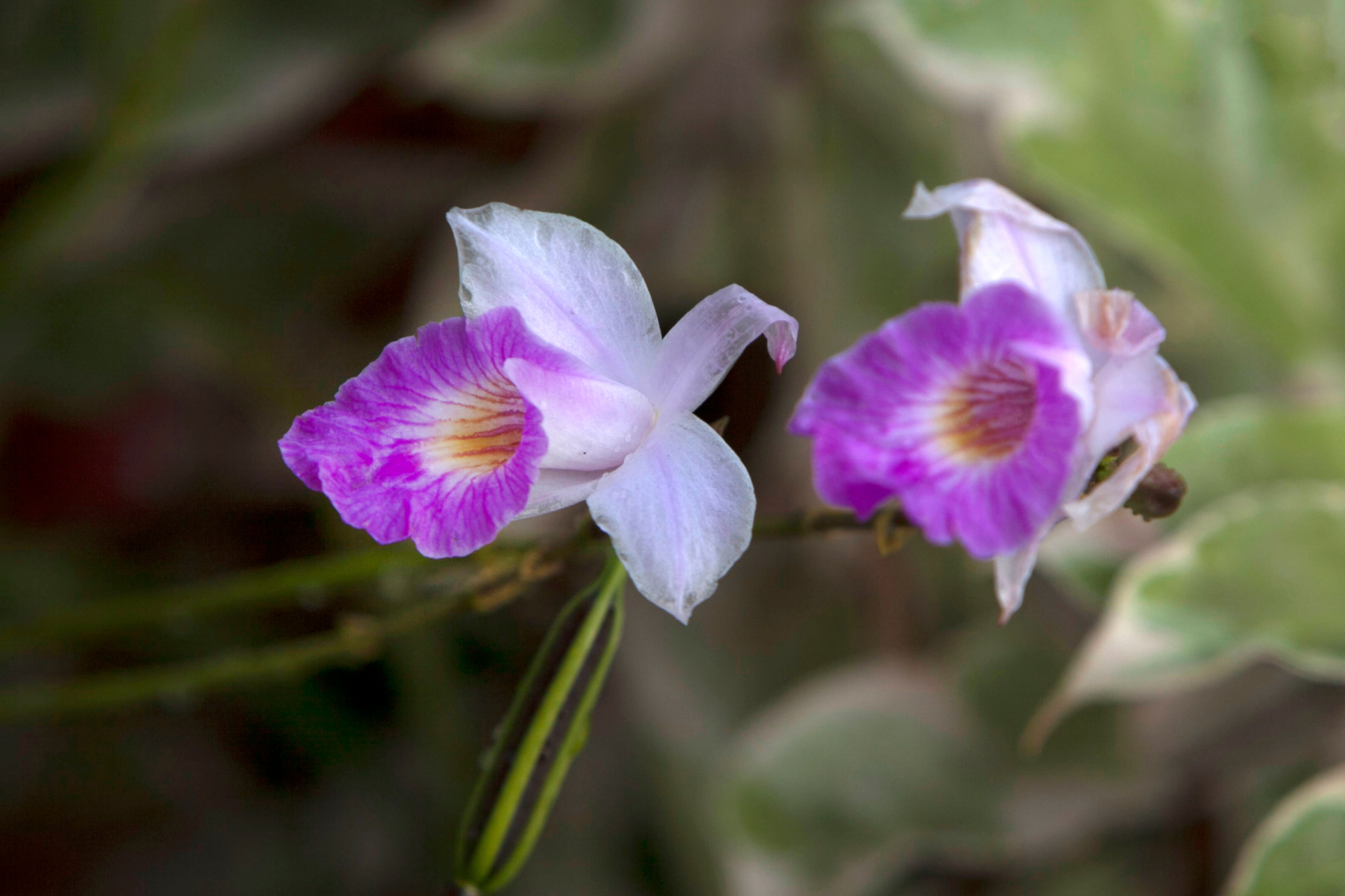 Las especies vegetales endémicas más singulares y fragantes de Honduras