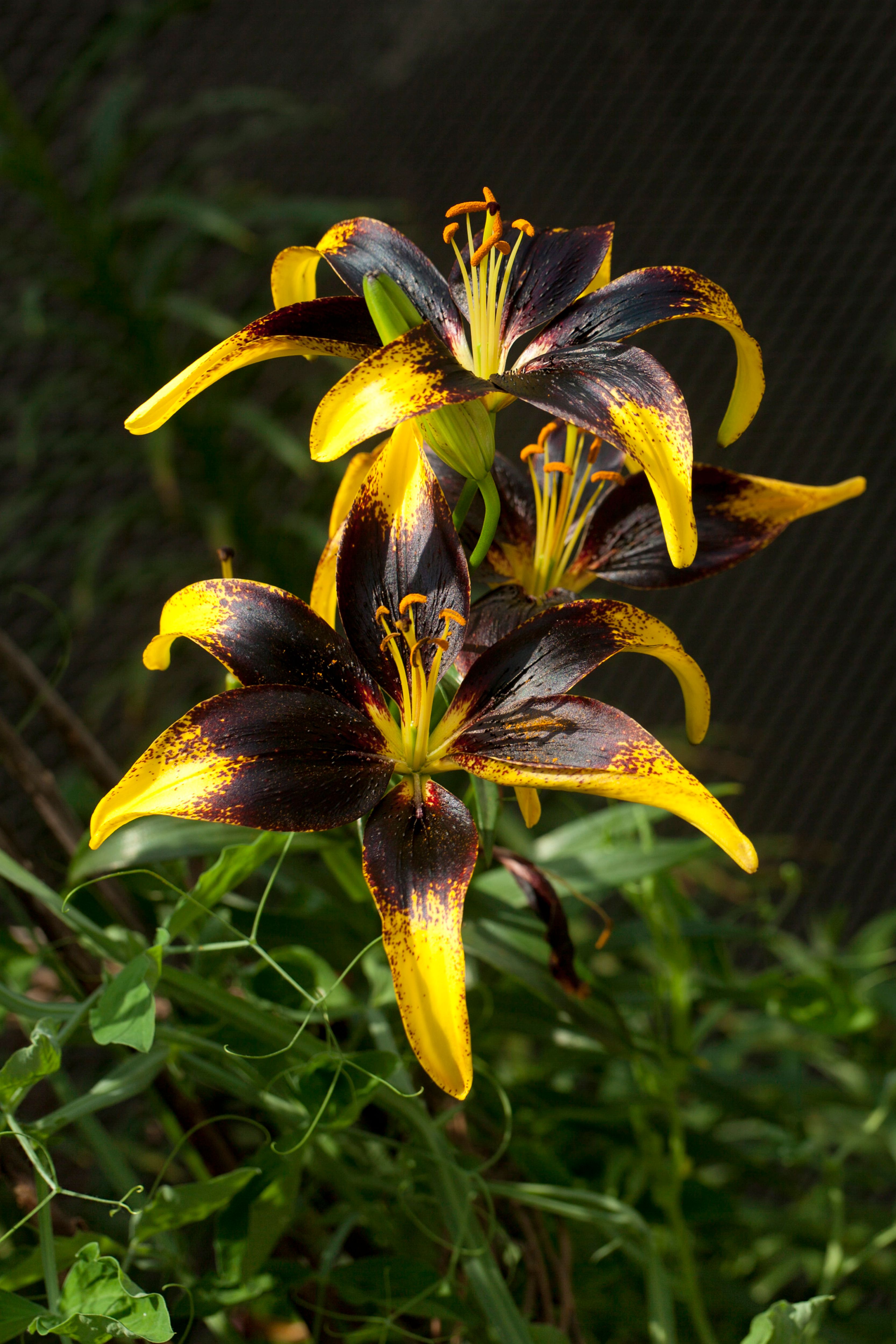 Beautiful black and yellow lilies in full bloom under natural light.
