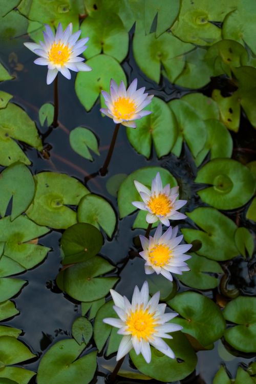 Free Serene image of blooming water lilies with vibrant yellow centers in a lush green pond. Stock Photo