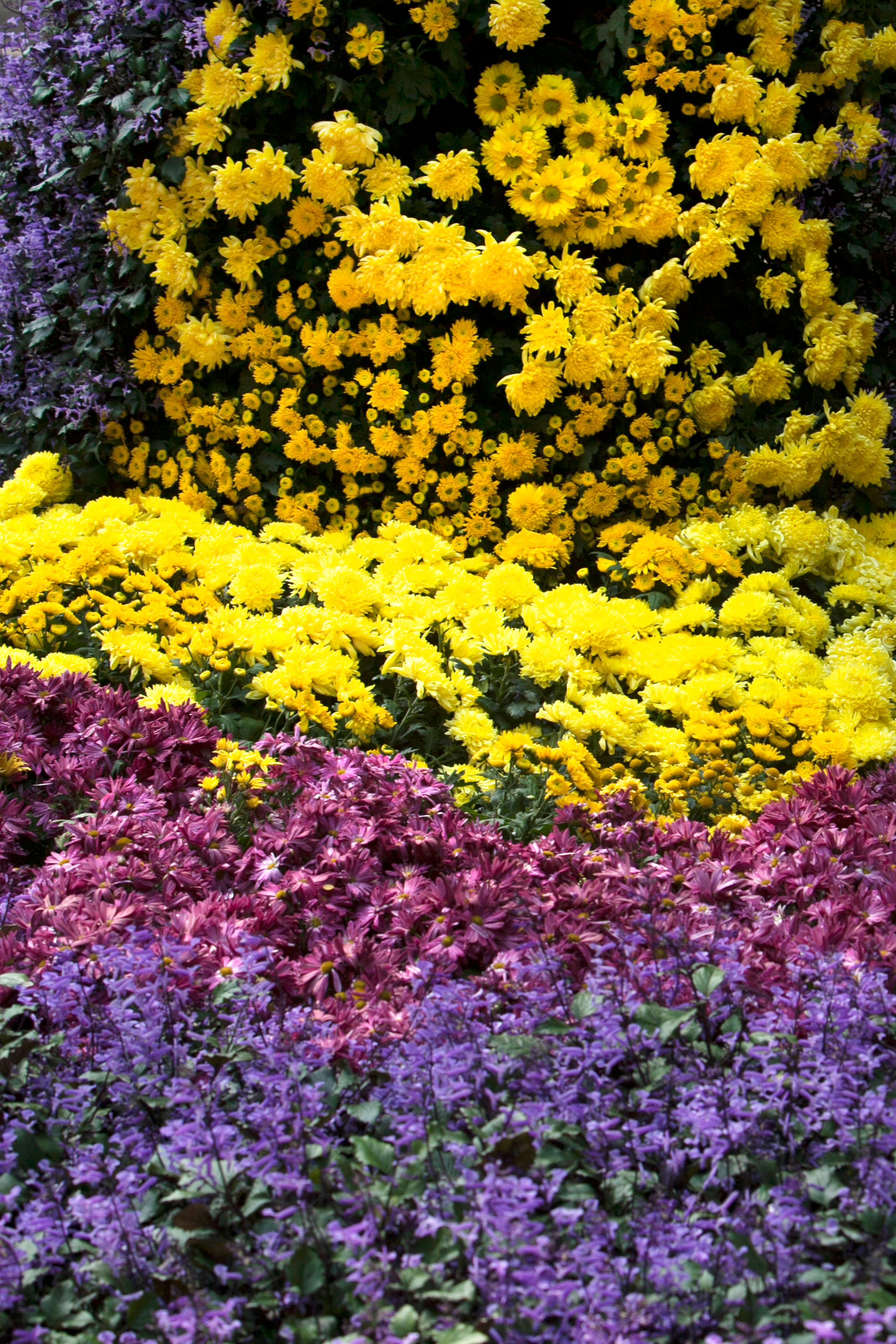 [ColoSach]-a-vibrant-arrangement-of-yellow,-purple,-and-red-flowers-creating-a-stunning-visual-tapestry.