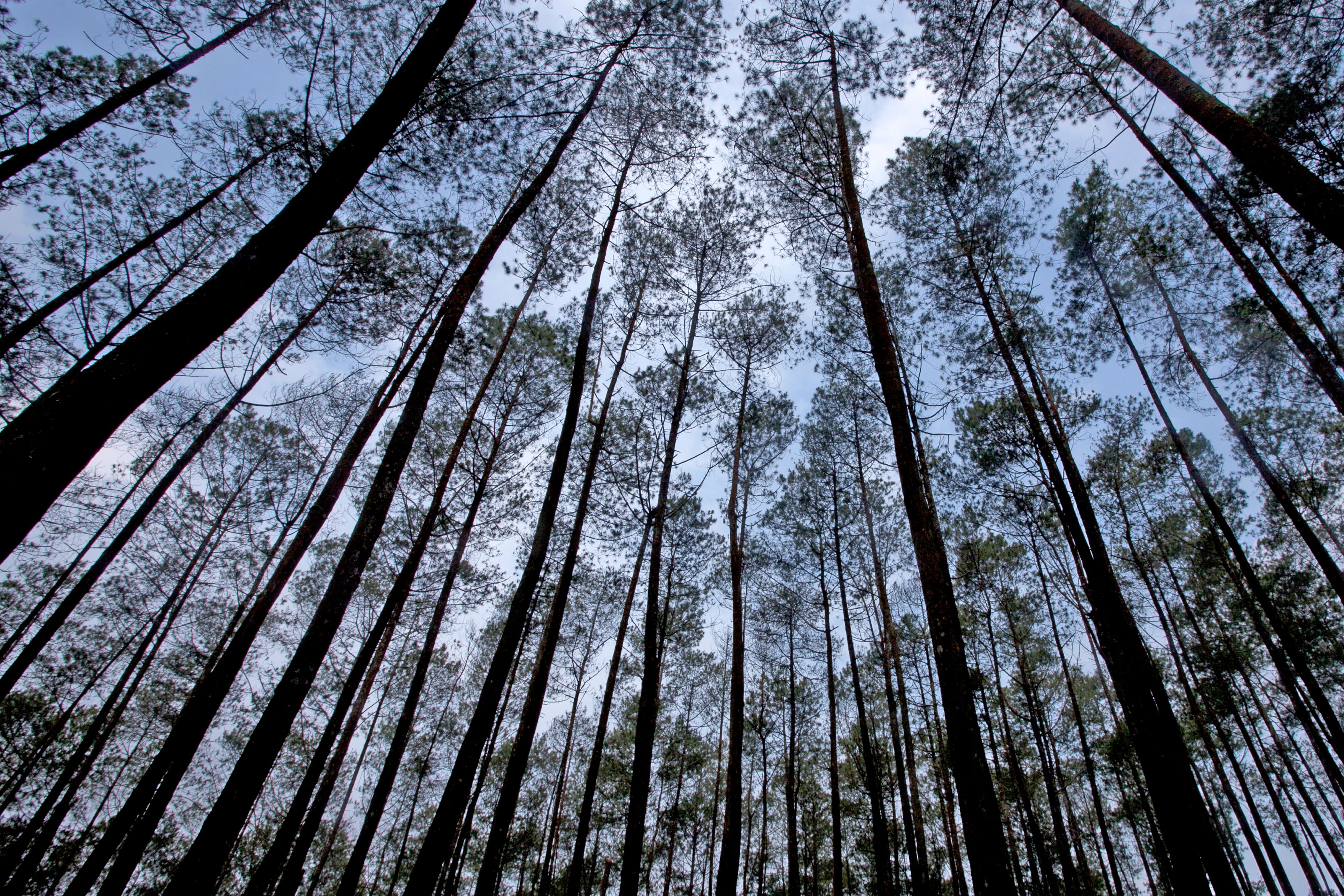Menjelajahi Keindahan Hutan Pinus Angerang yang Masih Alami