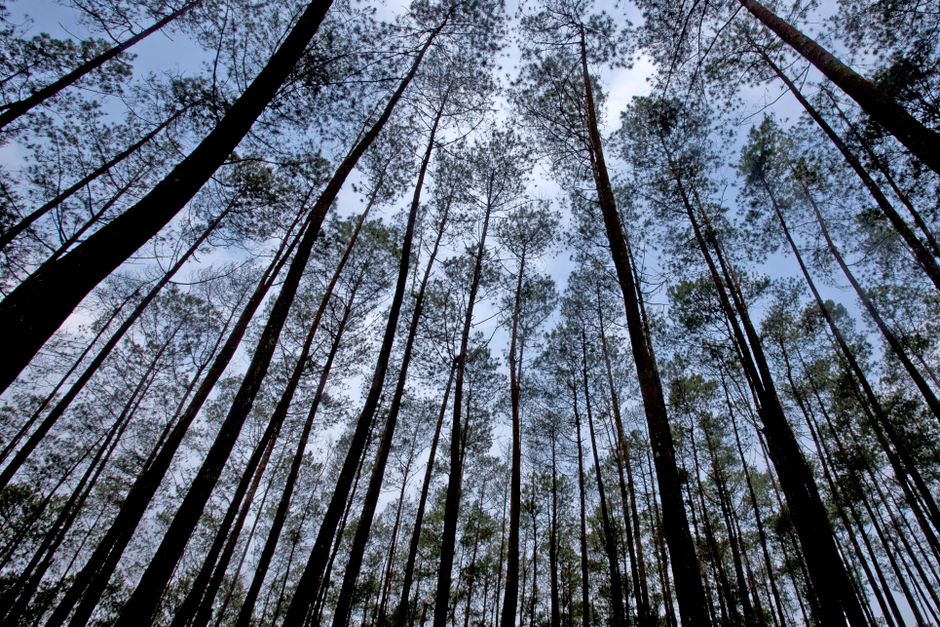 Menjelajahi Keindahan Hutan Pinus Angerang yang Masih Alami