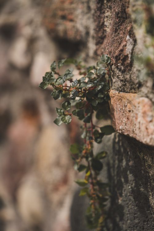 Free Macro shot of a small plant growing on a rustic stone wall in Riva del Garda, Italy. Stock Photo