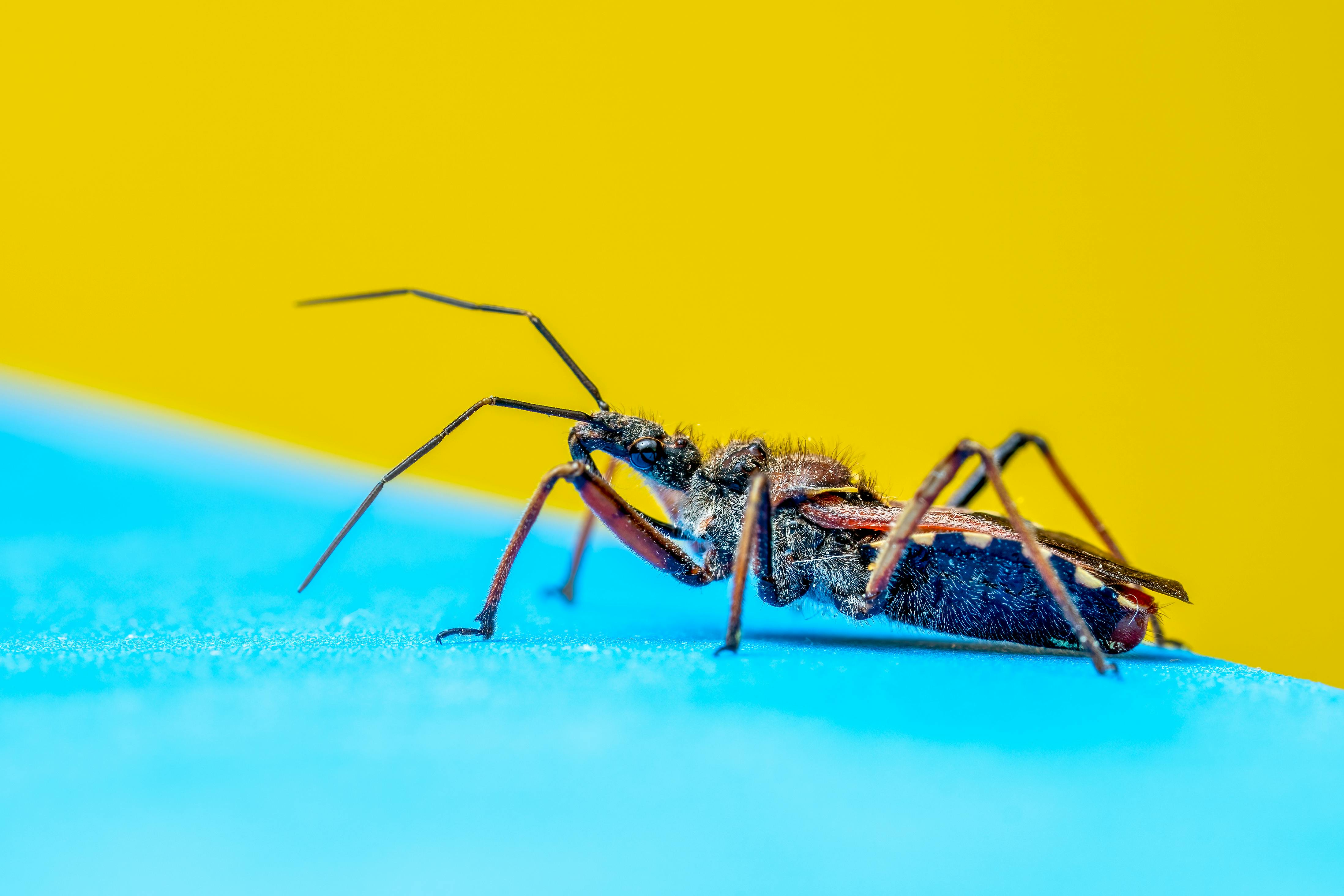 Macro shot of a predatory stink bug with long legs and antennae against vibrant yellow and blue.