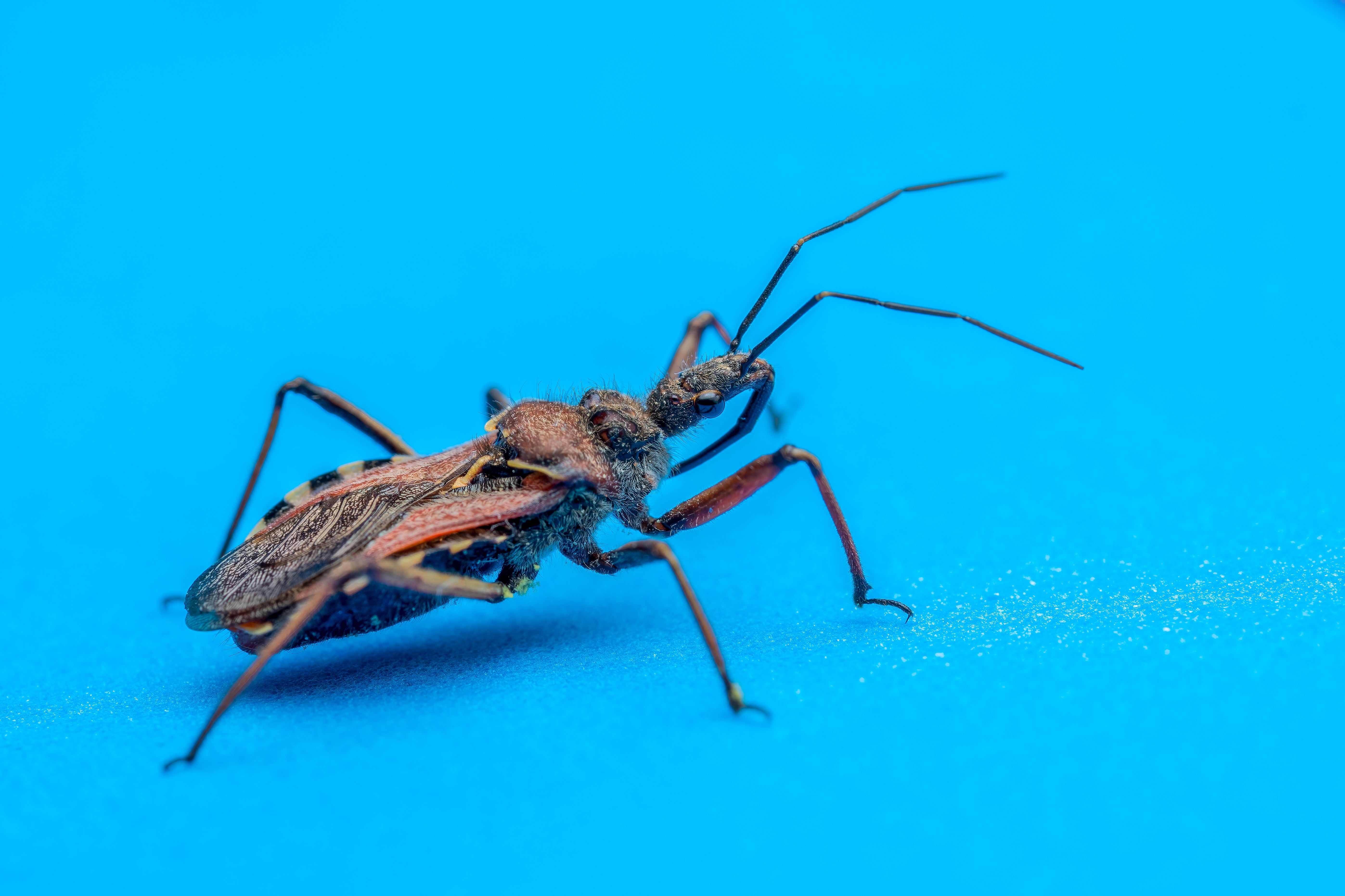 Detailed macro image of a predatory insect with long legs on a vibrant blue background.