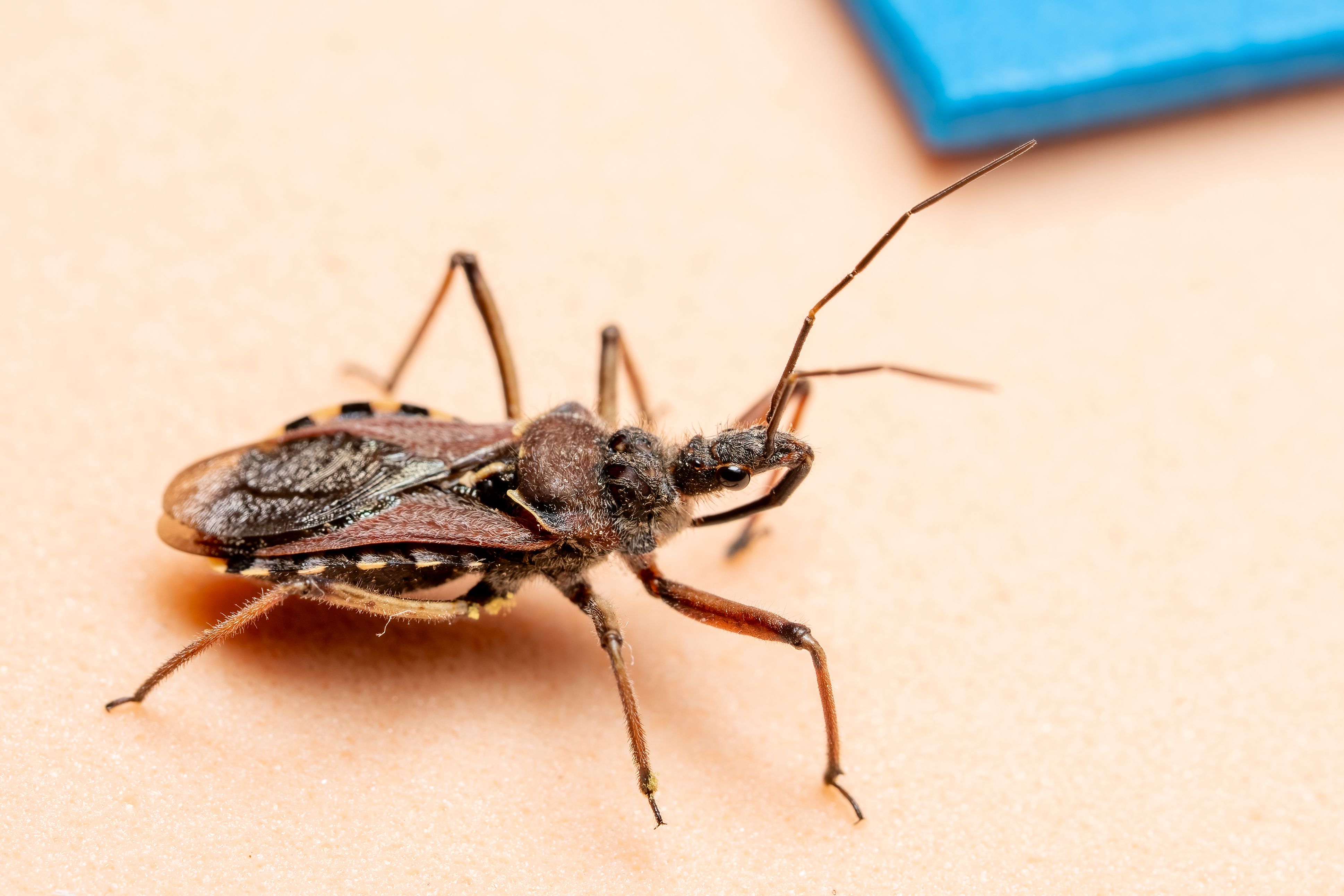 Macro shot of an assassin bug (Reduviidae) on a neutral background, showcasing detail and texture.