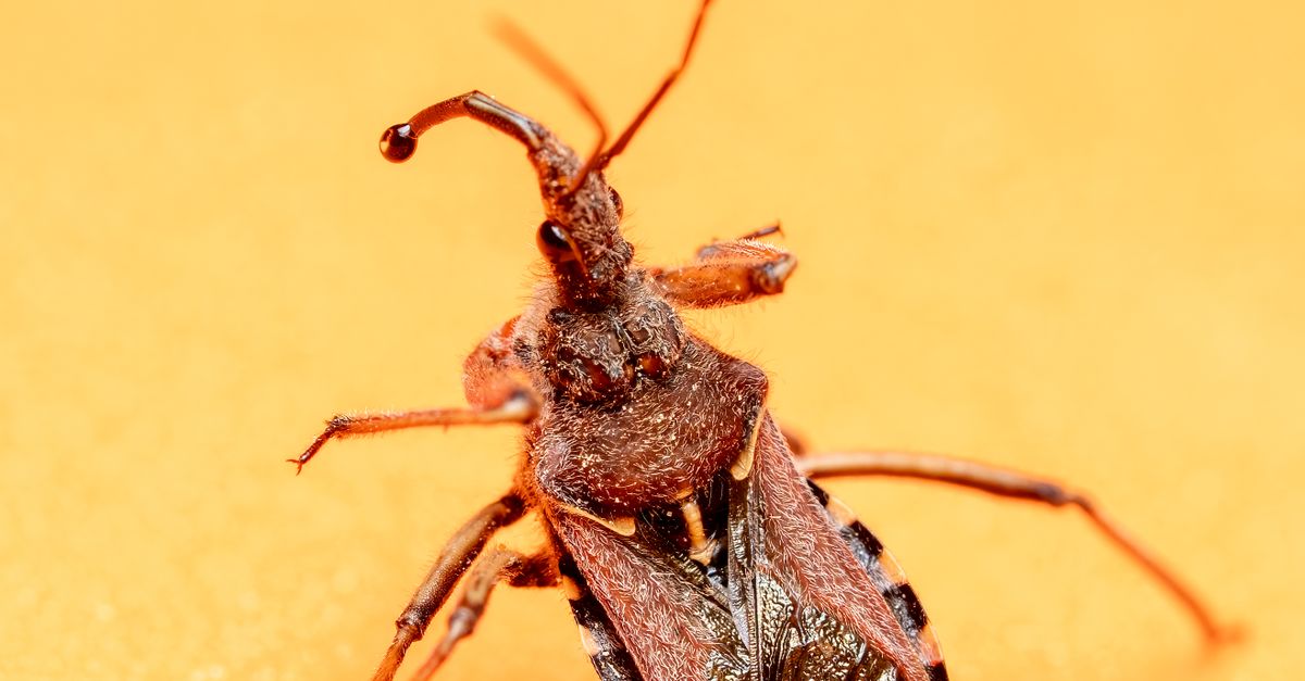 Cornelia Insecto Fotografía Macro De Un Insecto Depredador · Foto de stock gratuita