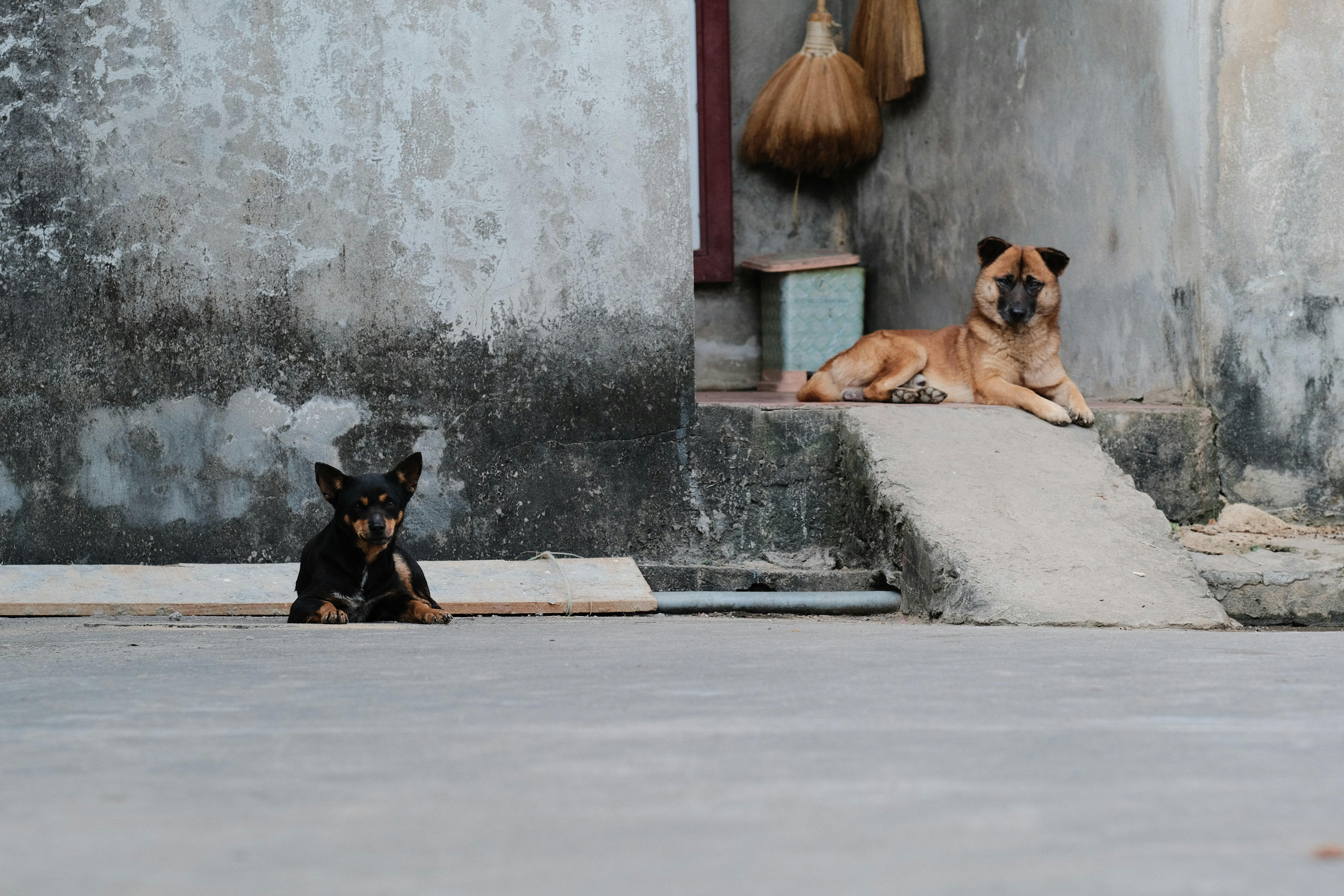 Dogs as Lifestyle Companions: What This Means for Brands &amp; Retailers — Photo by Pew Nguyen on Pexels