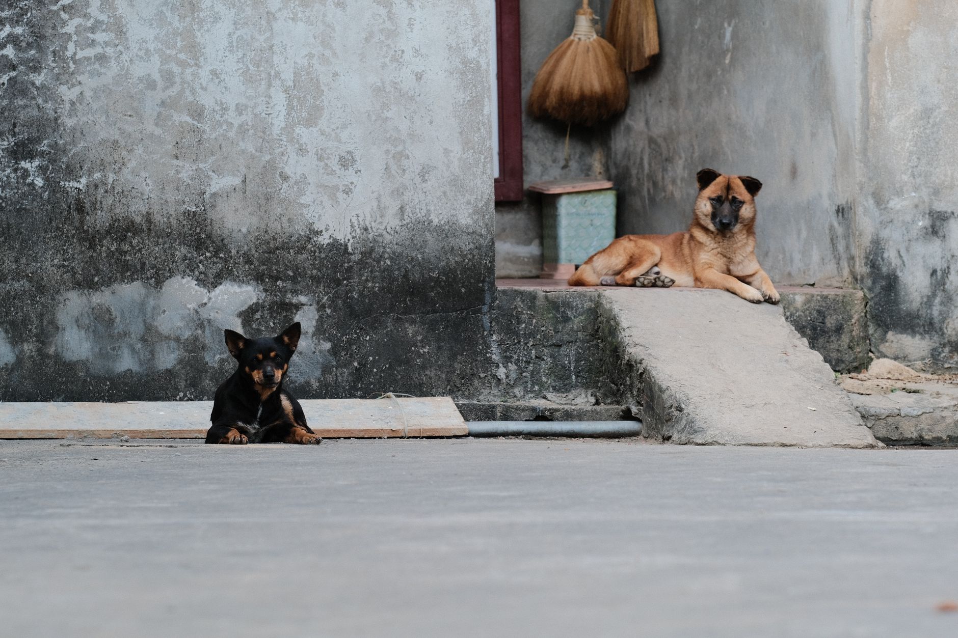 Portrait of a dog at a veterinary clinic