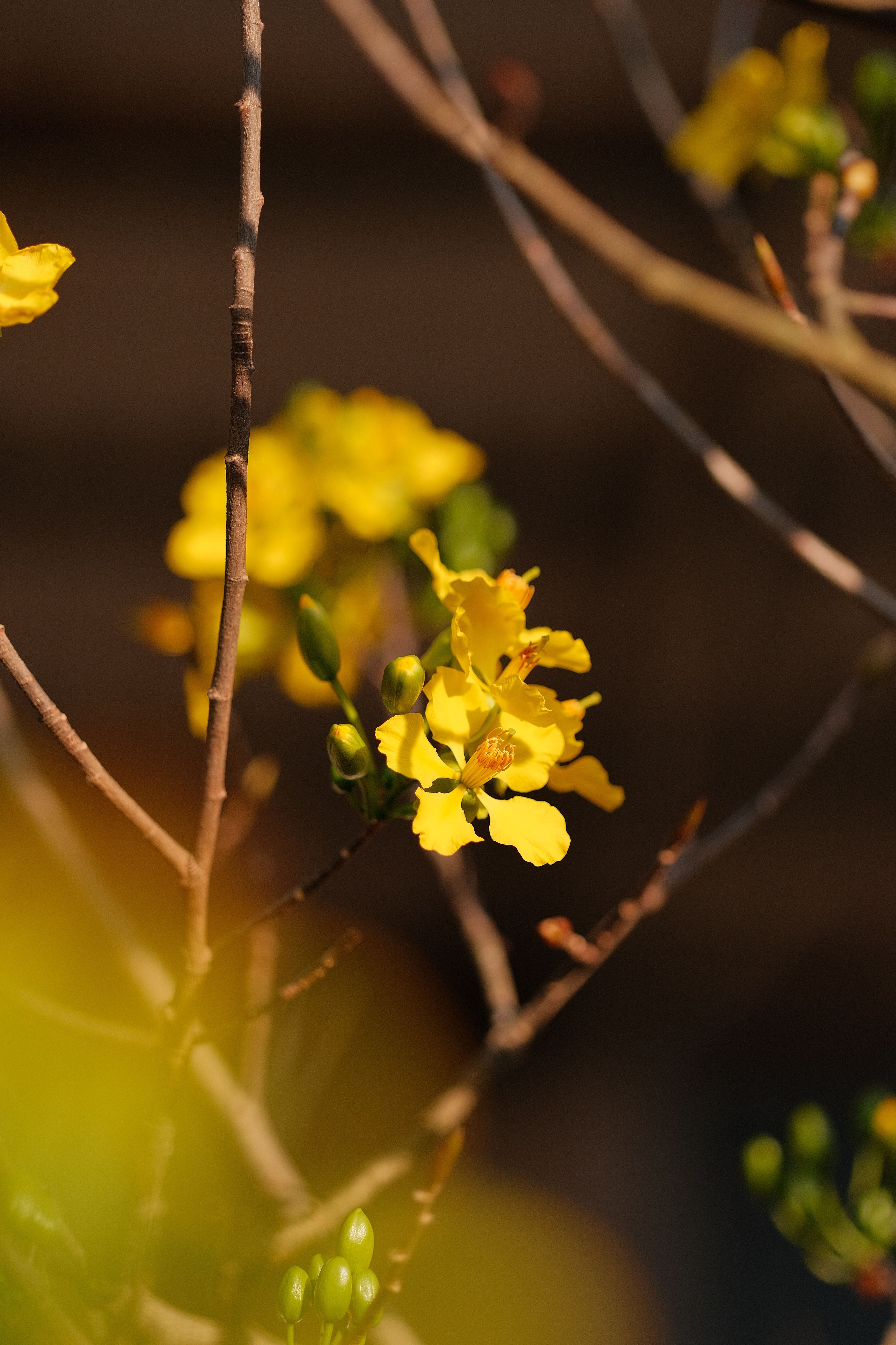 Yellow flowers blooming on a branch in spring sunshine, close-up view.