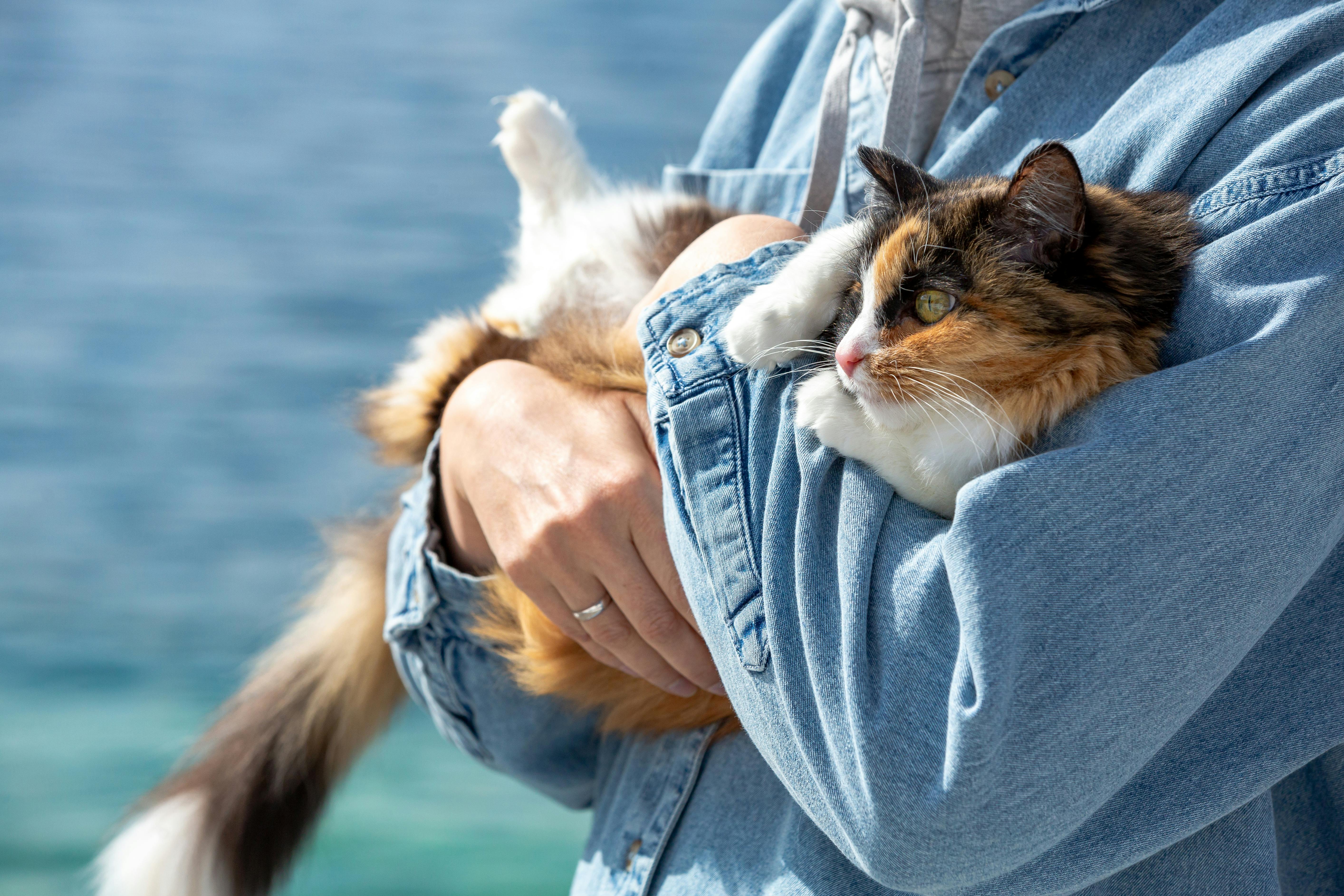 pet care, pet health, pet safety, pet grooming — Photo by Nadia Vasil'eva on Pexels