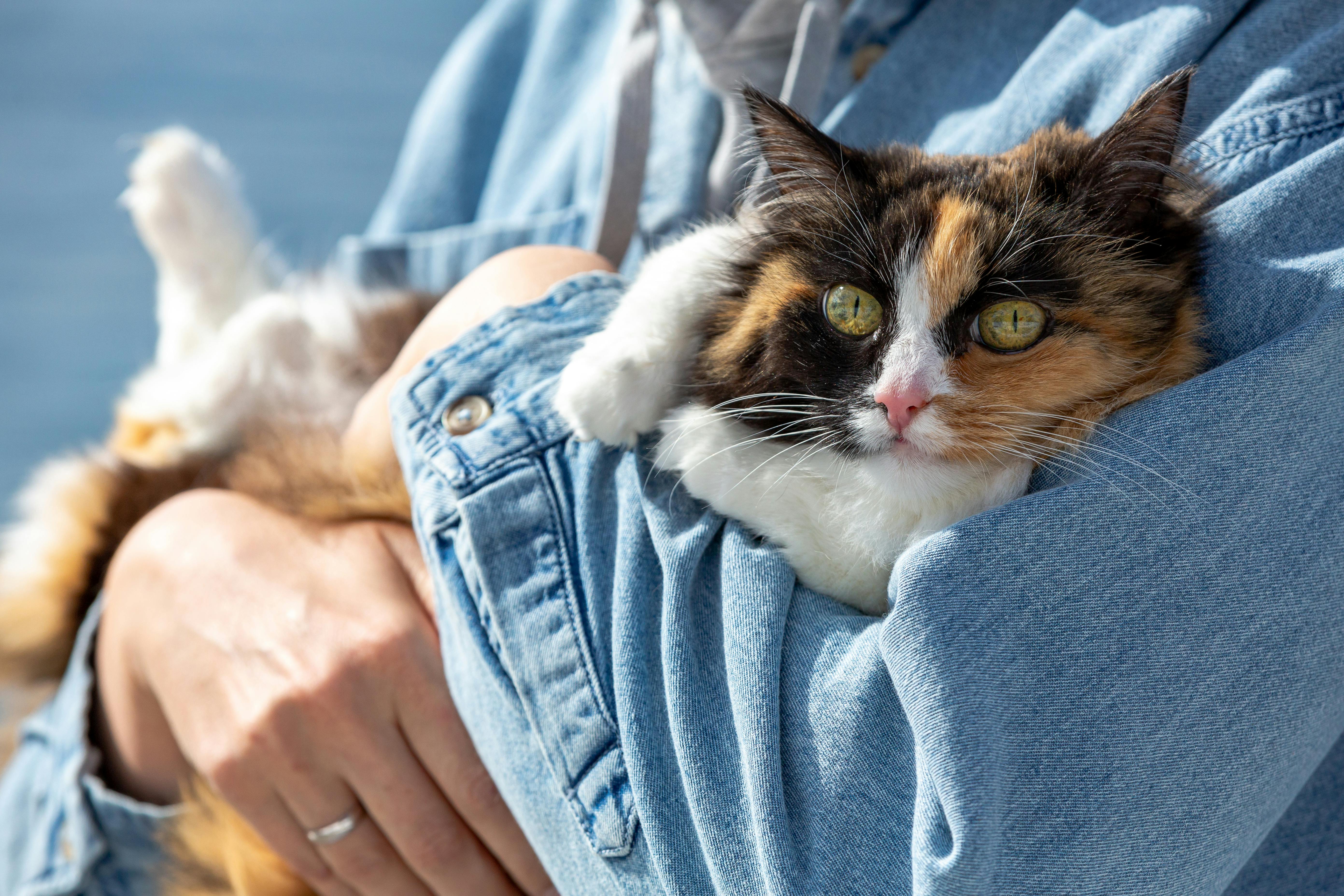 pet insurance pet finance and insurance — Photo by Nadia Vasil'eva on Pexels