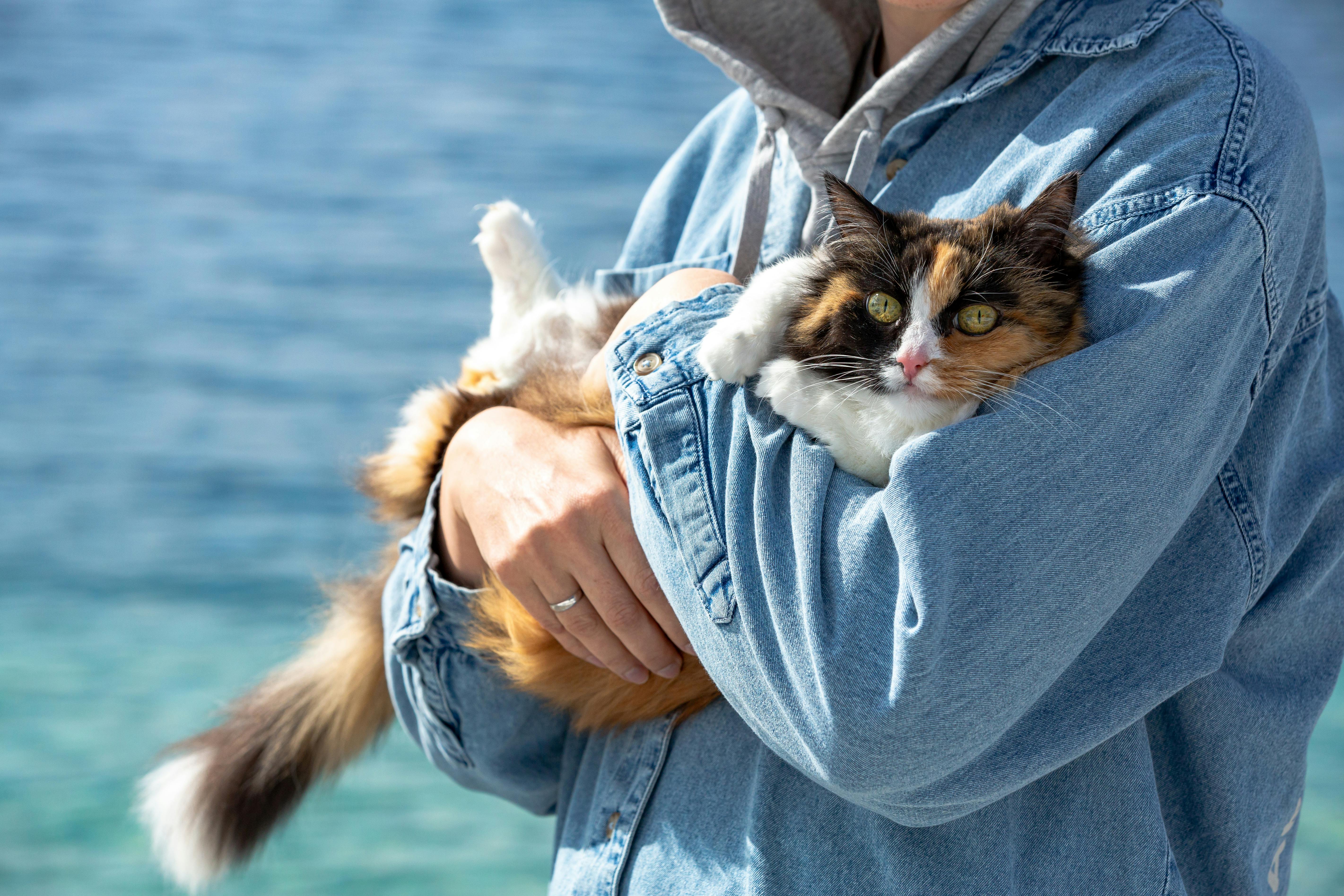 pet care pet safety — Photo by Nadia Vasil'eva on Pexels