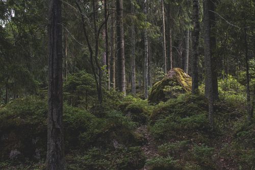 Free Moss-covered rocks and dense trees in a serene Nordic forest setting. Stock Photo